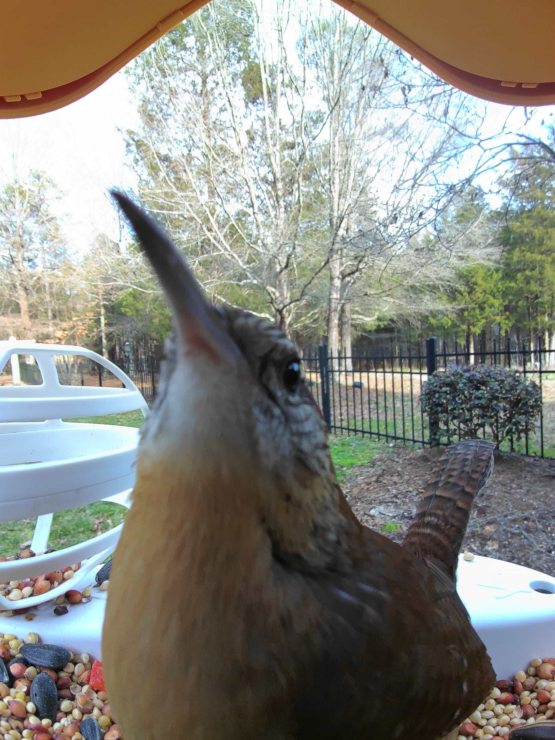 Greensboro on a feeder