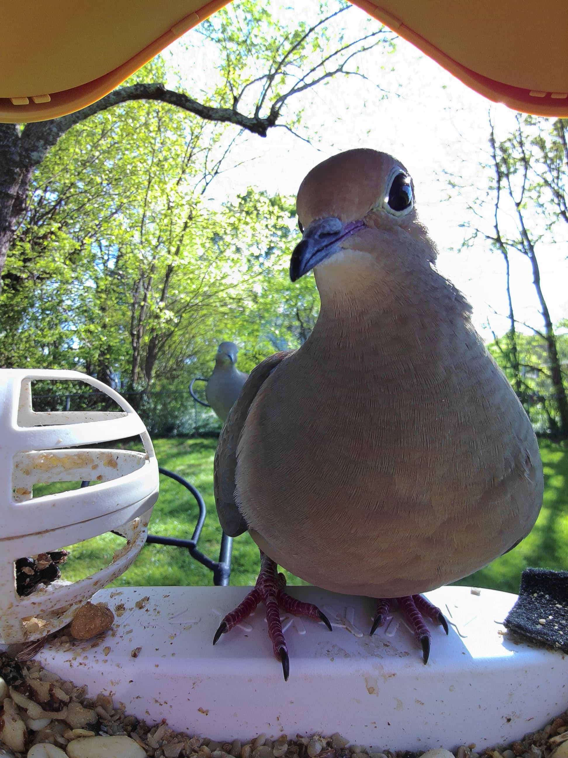 Fontana on a feeder