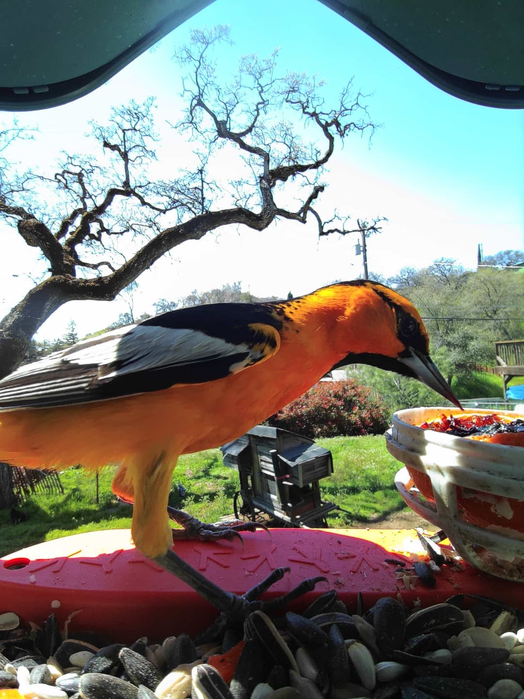 Bullock’s Oriole