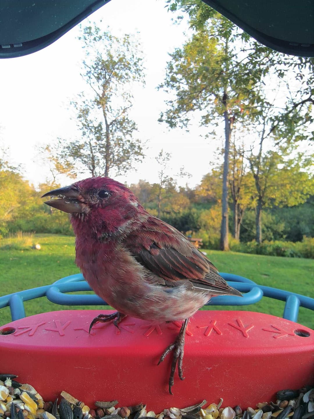 Purple Finch