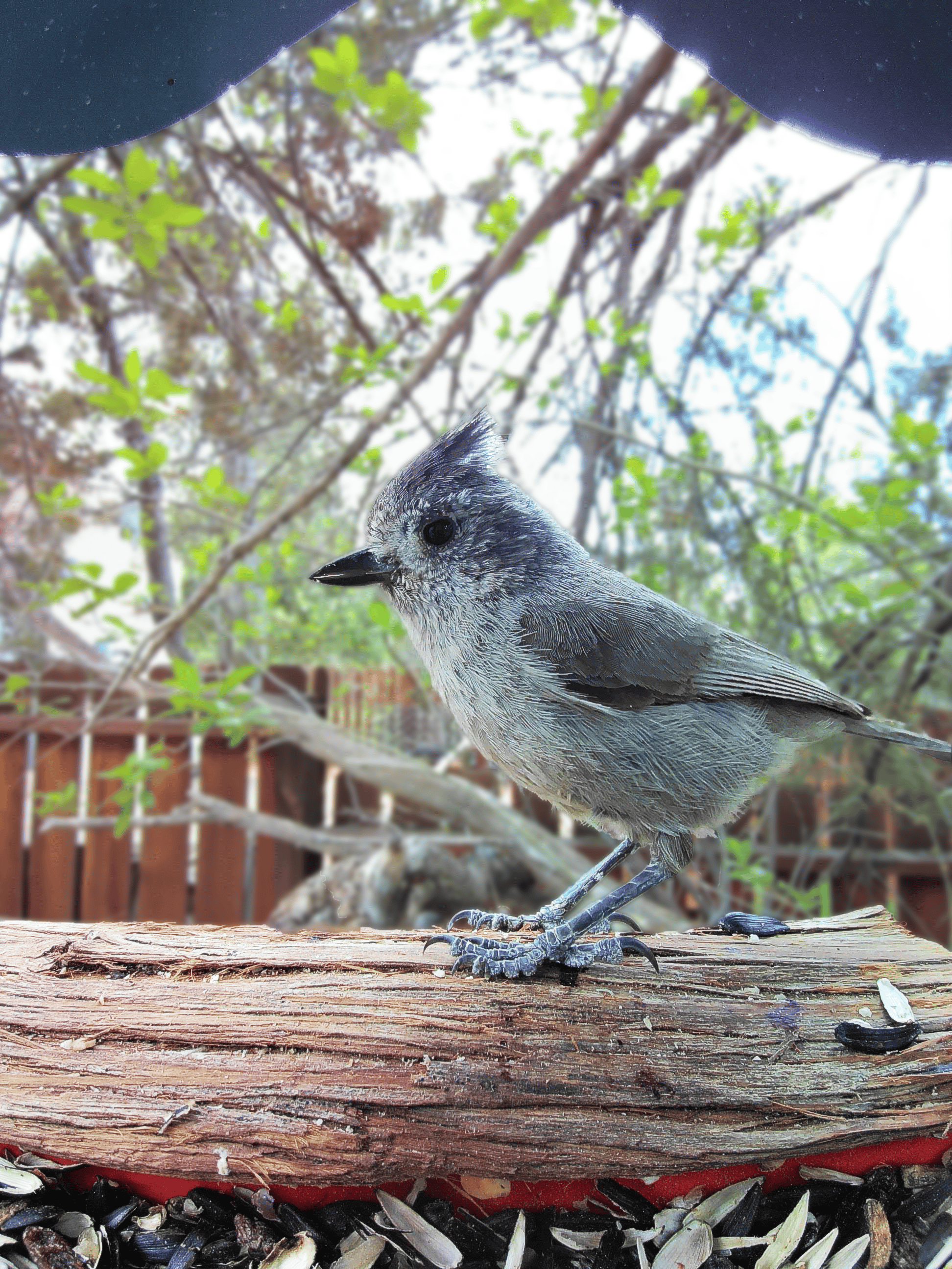 Colorado Springs on a feeder