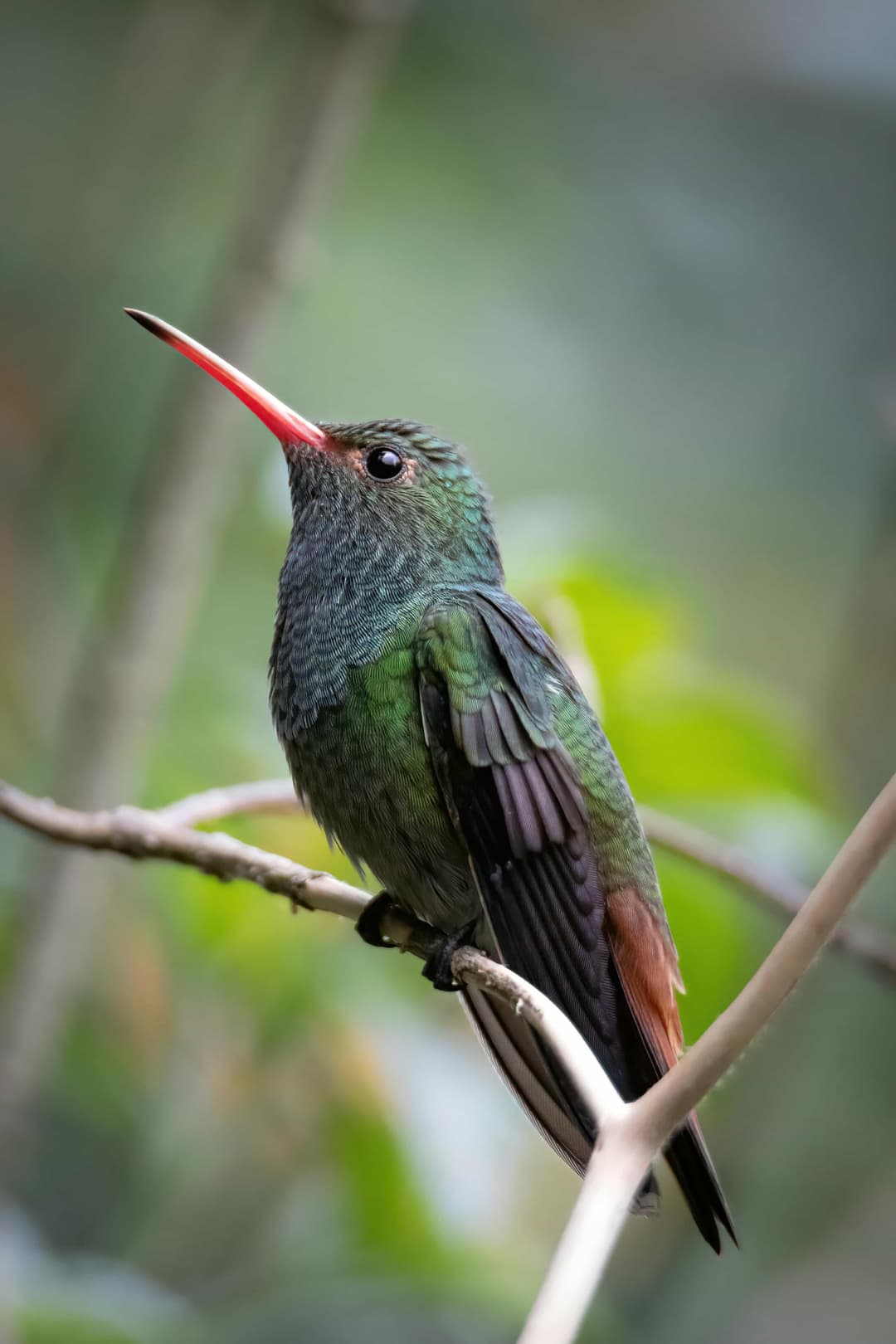 Buff-Bellied Hummingbird