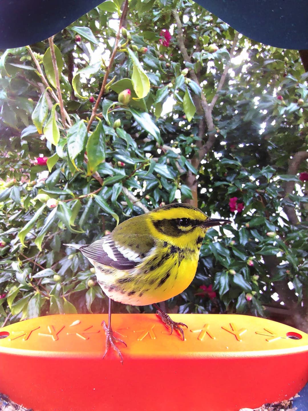 Townsend’s Warbler