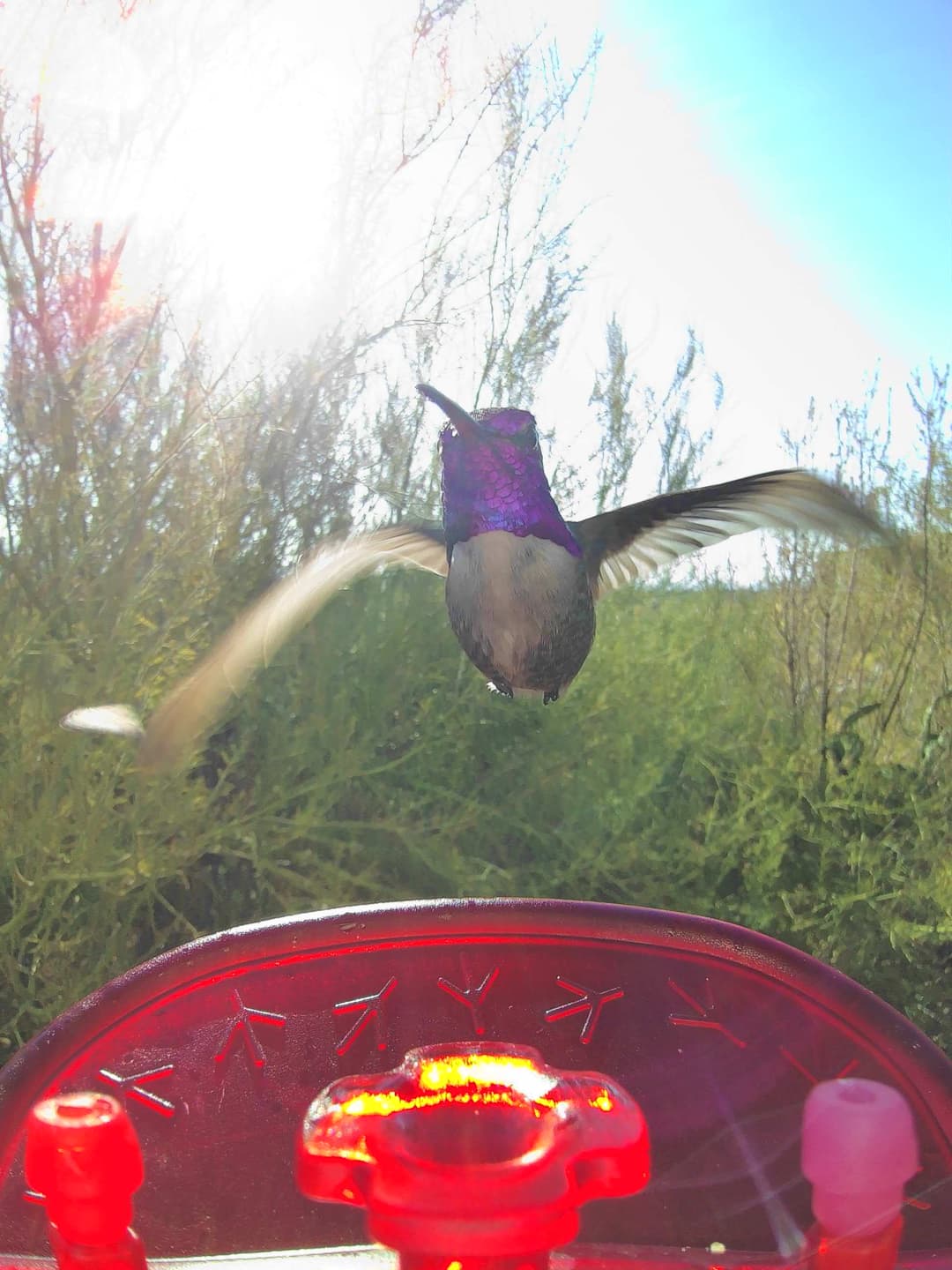 Costa’s Hummingbird