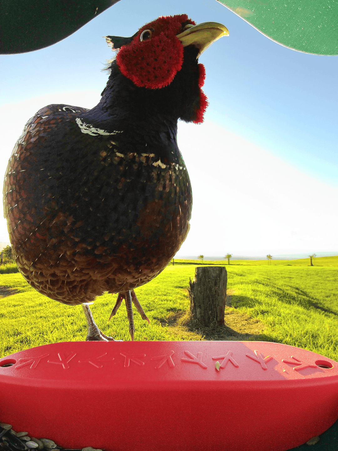 Ring-necked pheasant