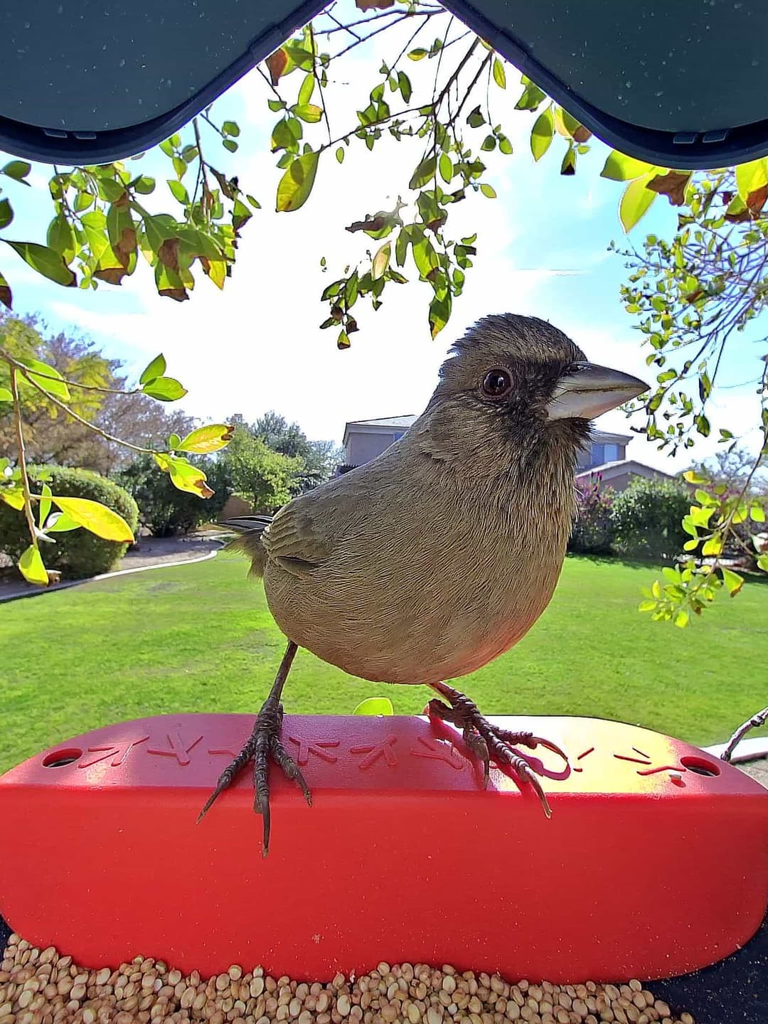Abert’s Towhee
