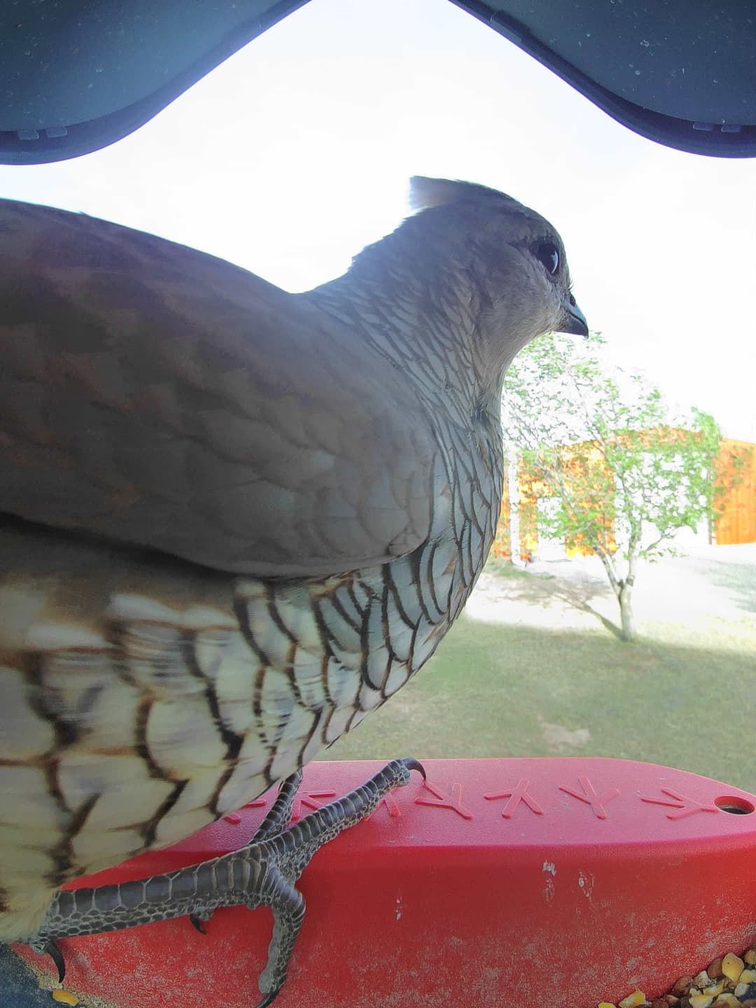 Scaled Quail