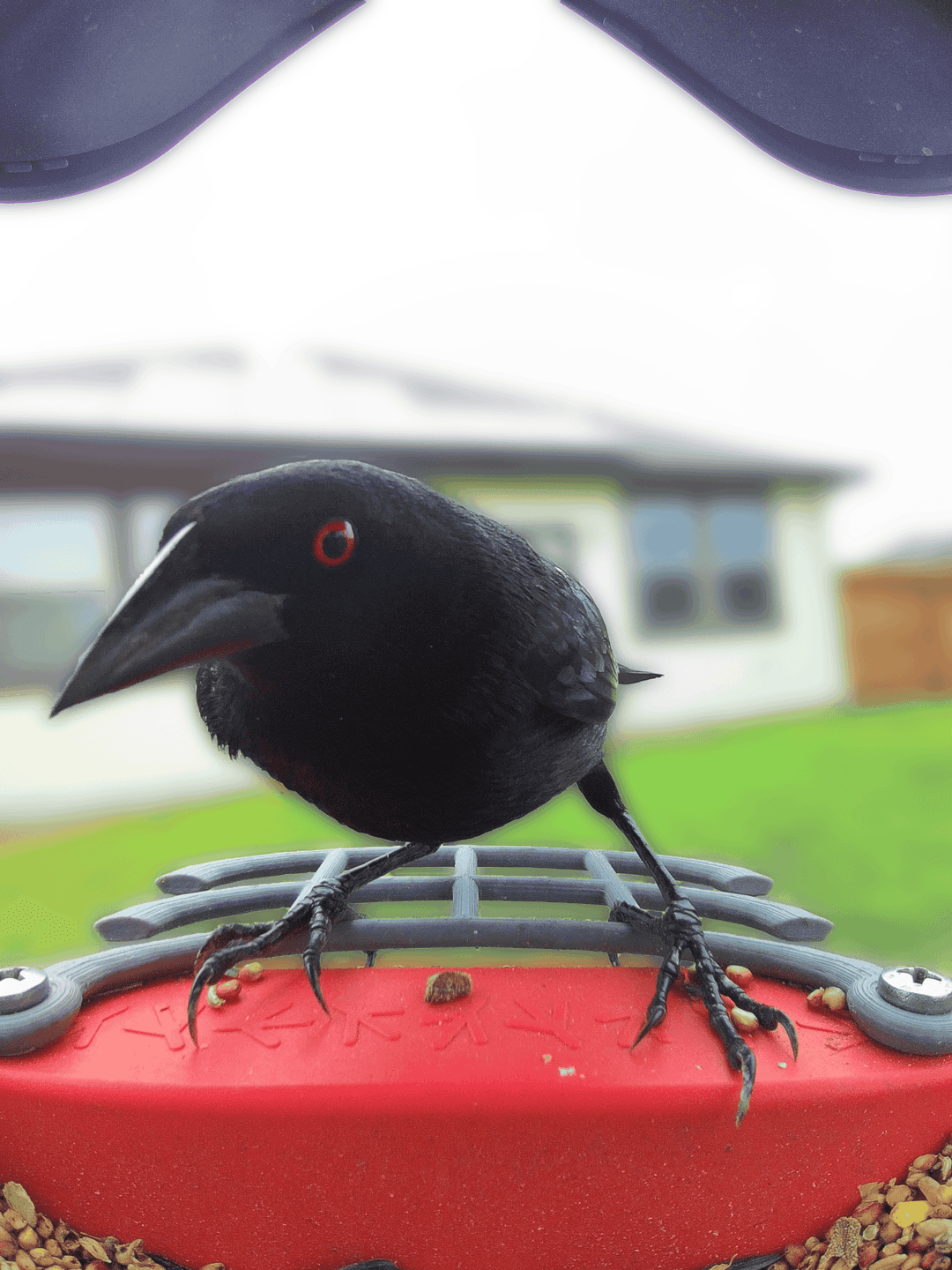 Bronzed Cowbird