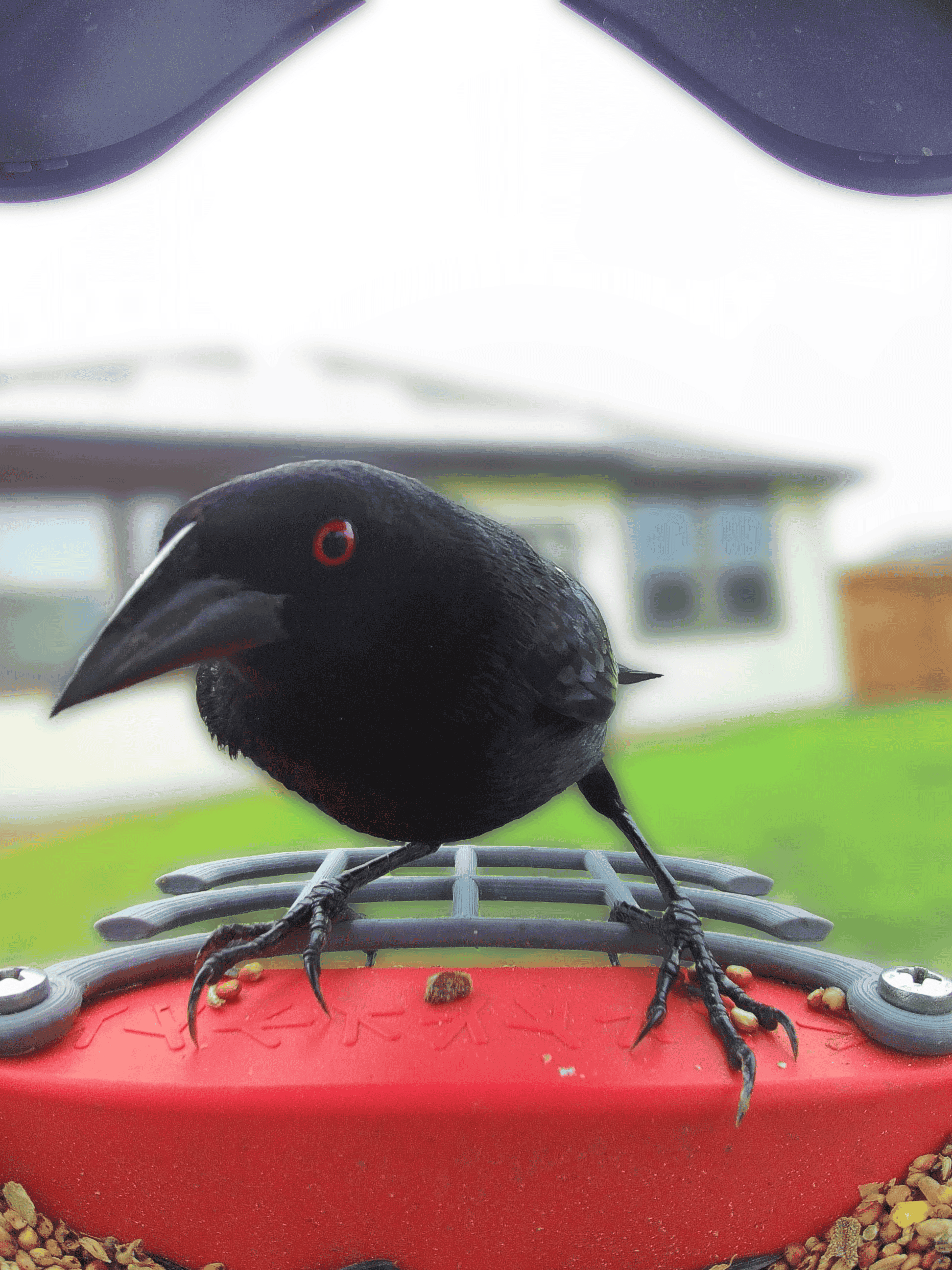 Abilene on a feeder