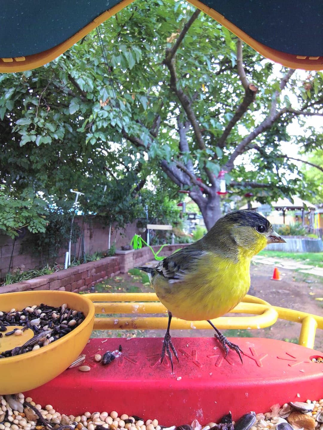 Lesser Goldfinch