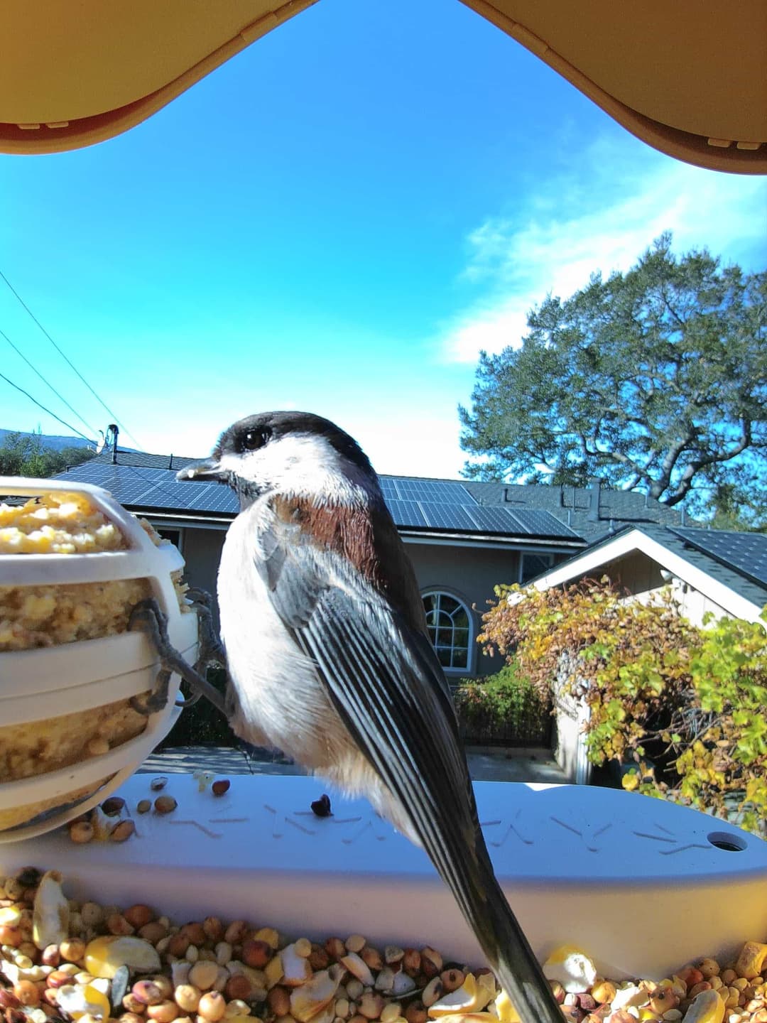 Chestnut-Backed Chickadee