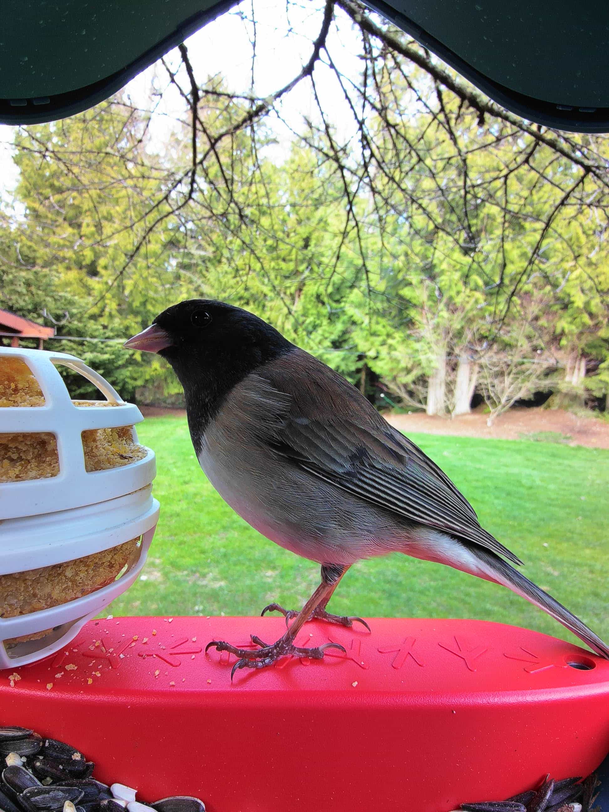 Fontana on a feeder