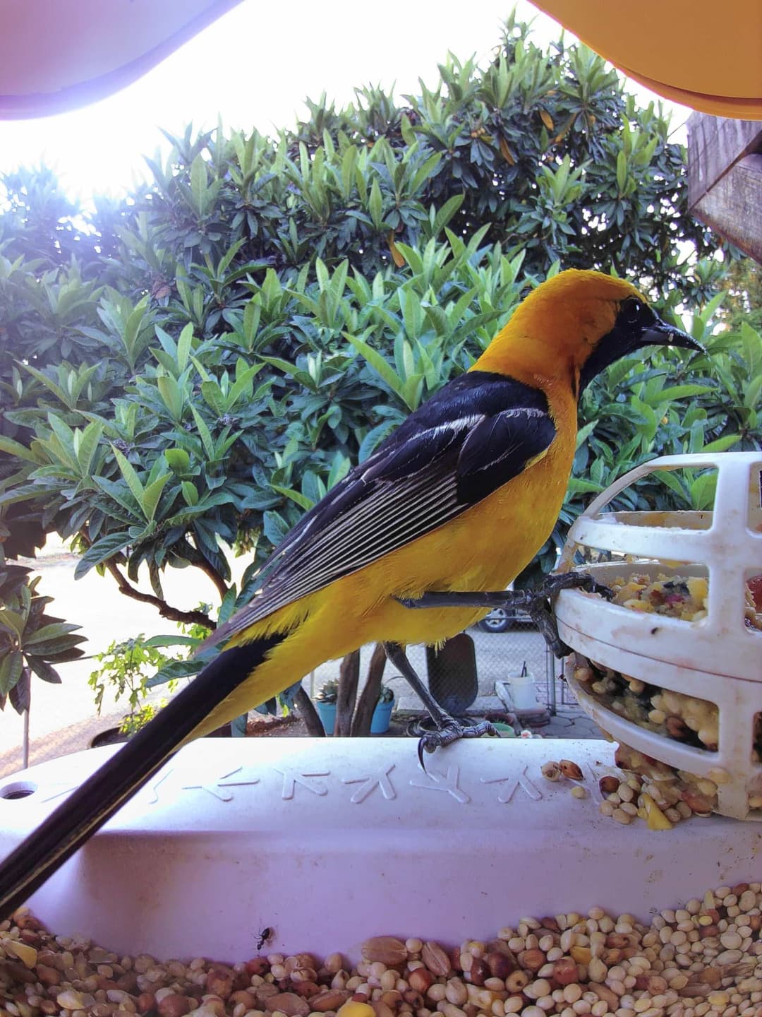 Hooded Oriole