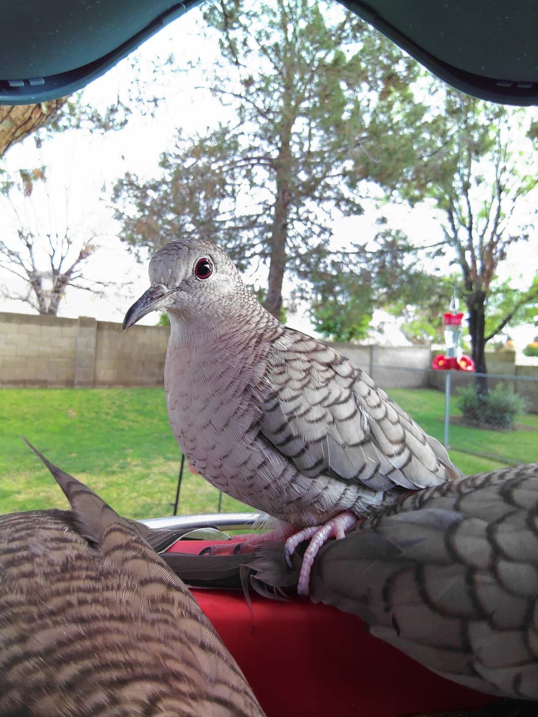 Inca Dove