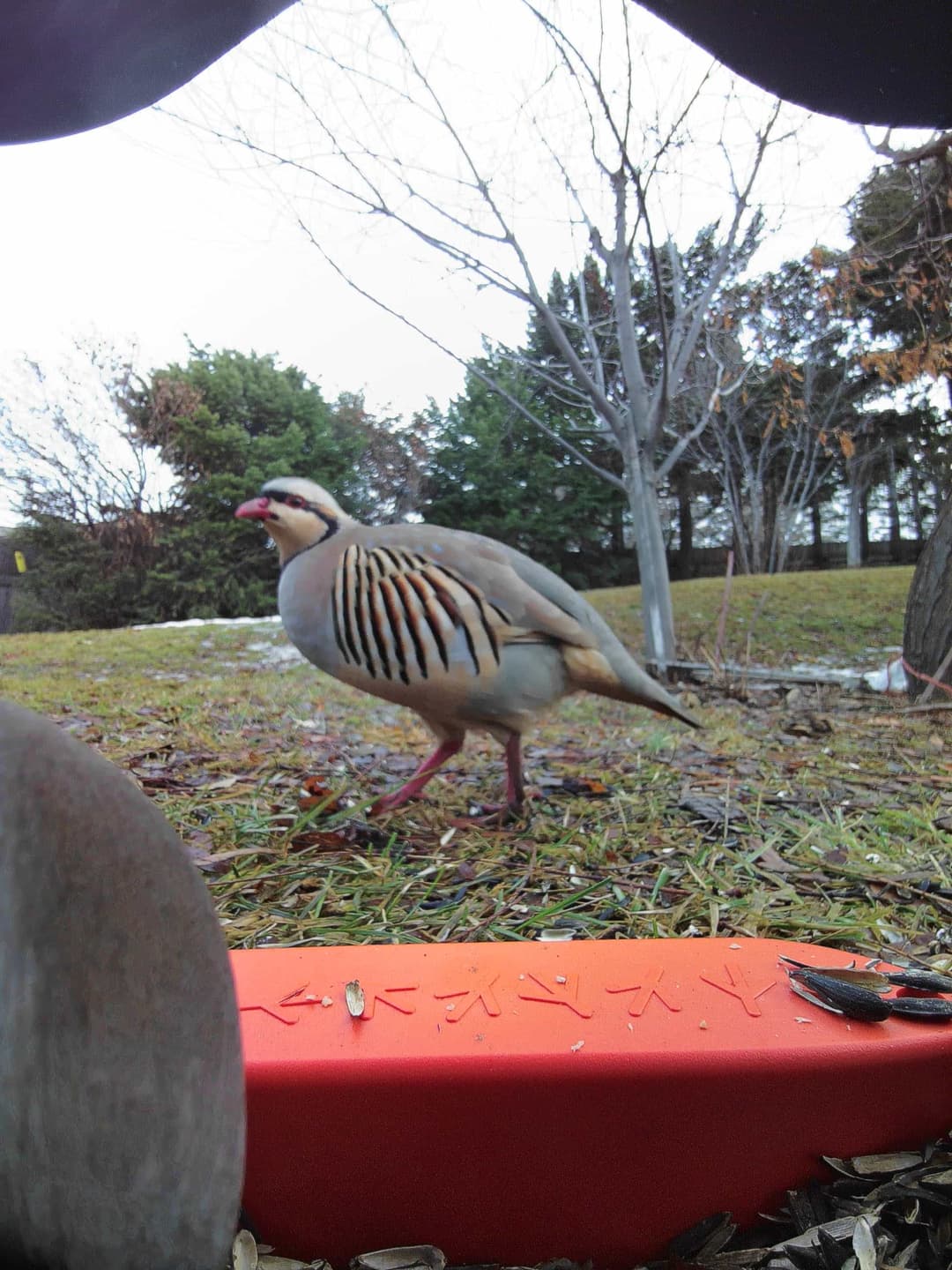 Chukar