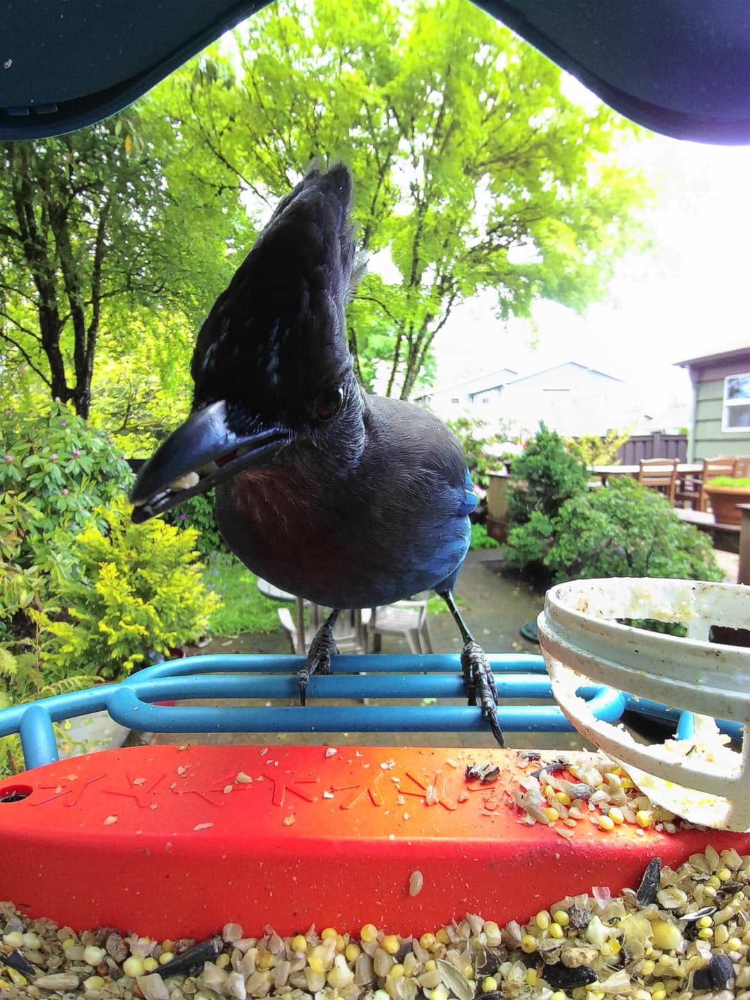 Steller’s Jay