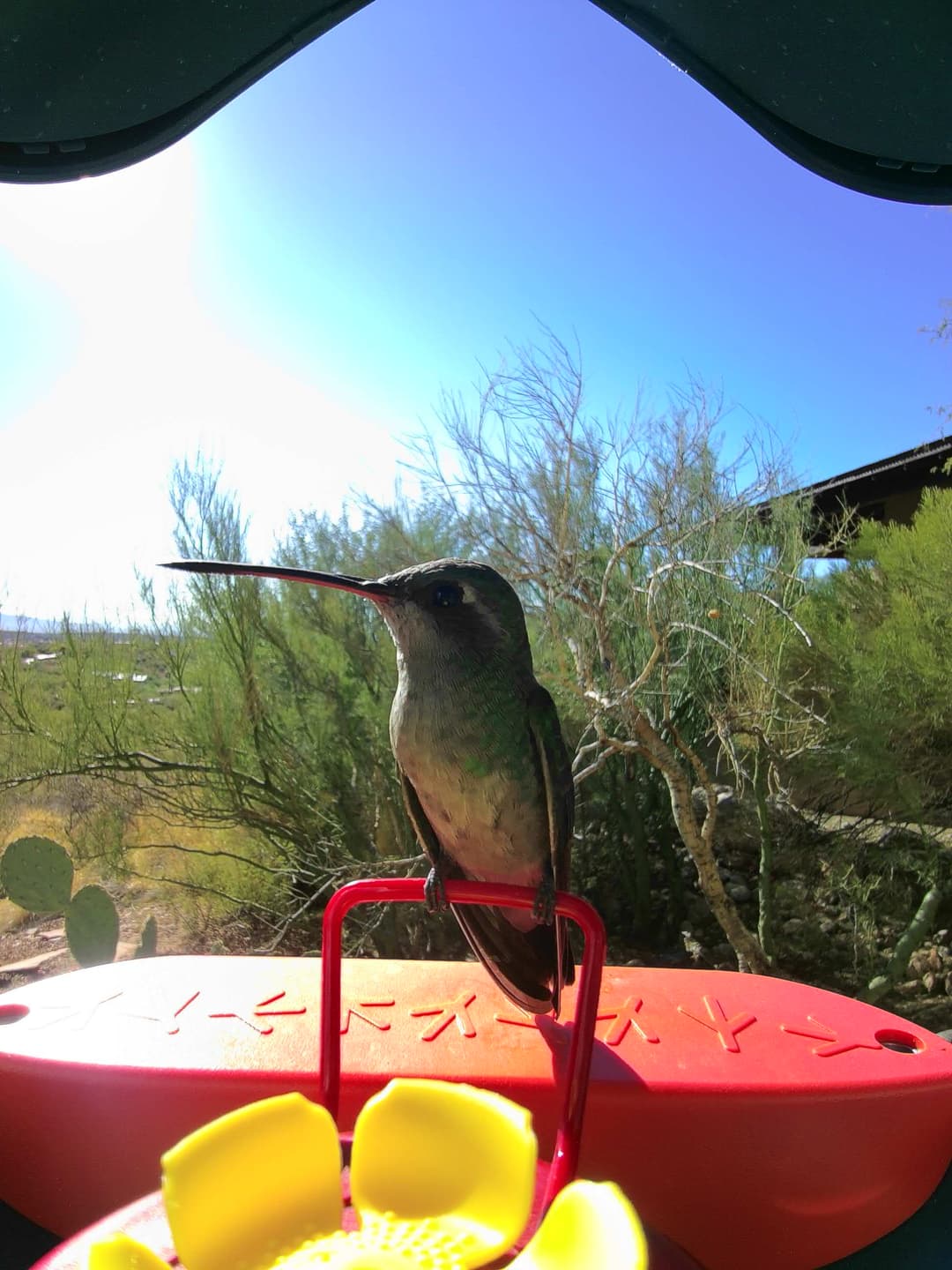 Broad-Billed Hummingbird