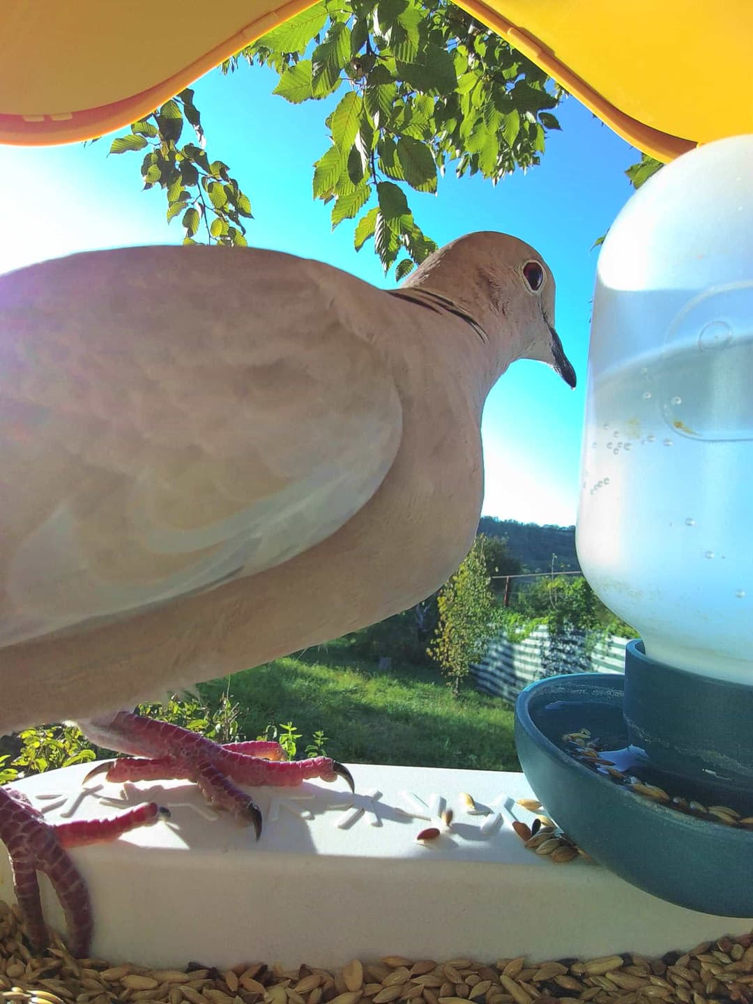 Eurasian Collared Dove
