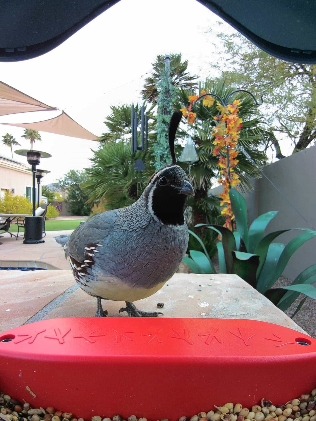 Gambel’s Quail