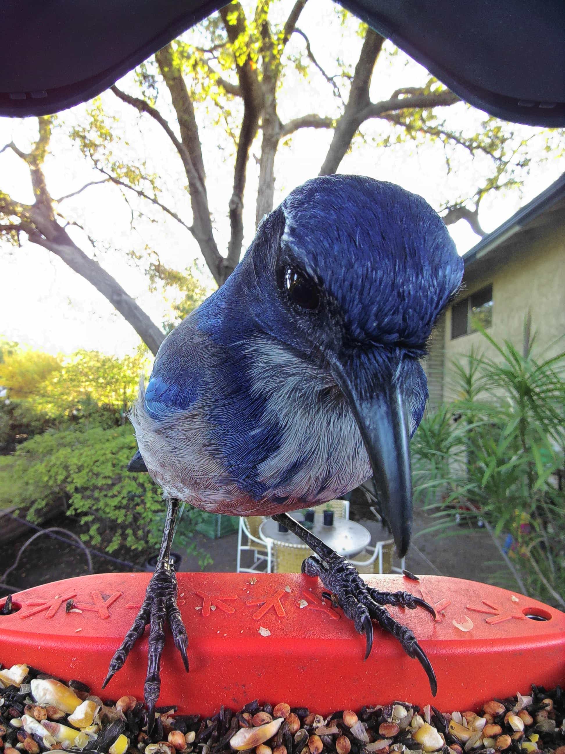 Fontana on a feeder