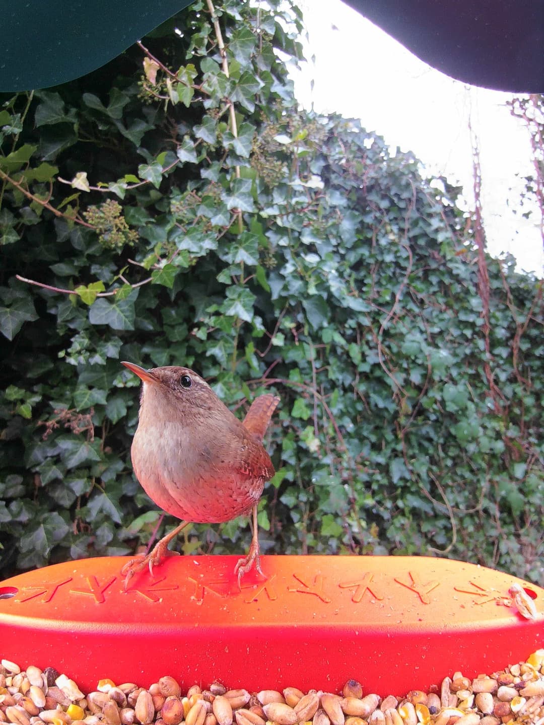 Eurasian Wren