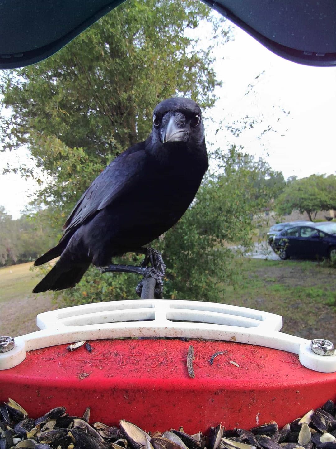American Crow