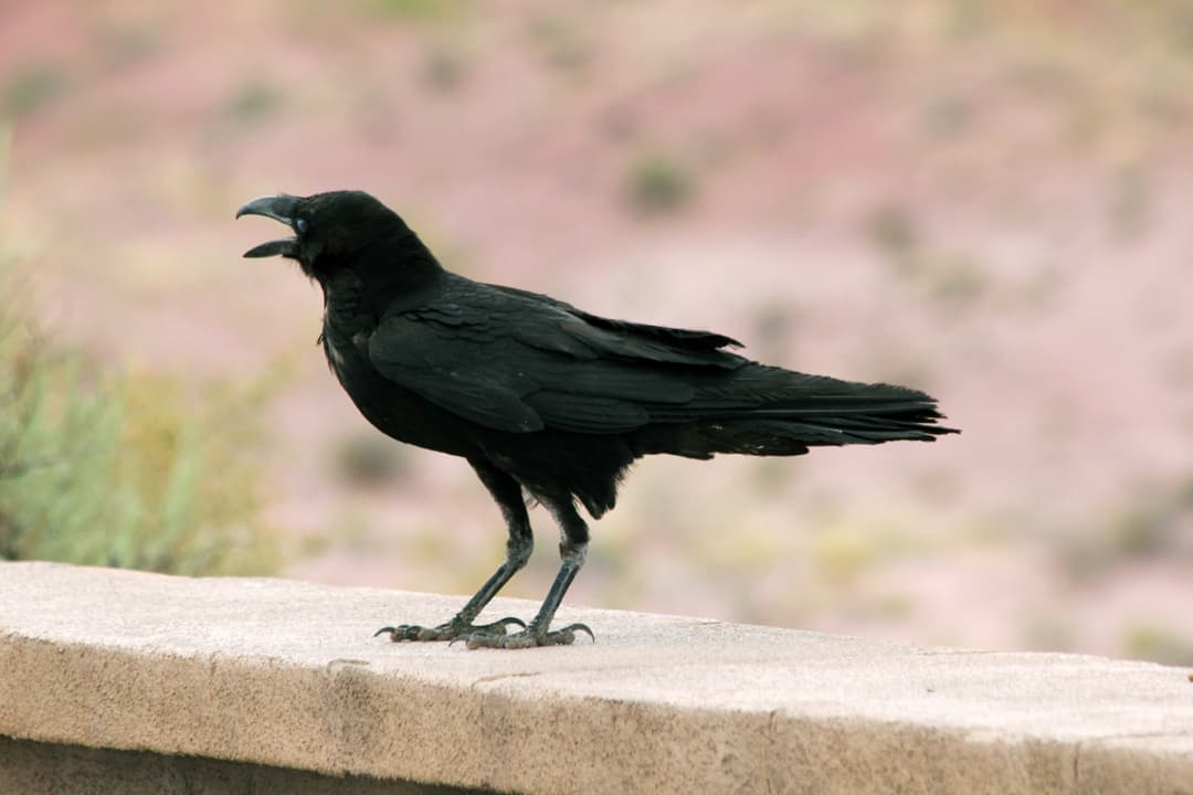 Chihuahuan Raven