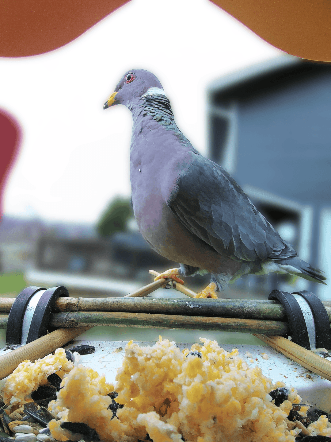 Band-Tailed Pigeon