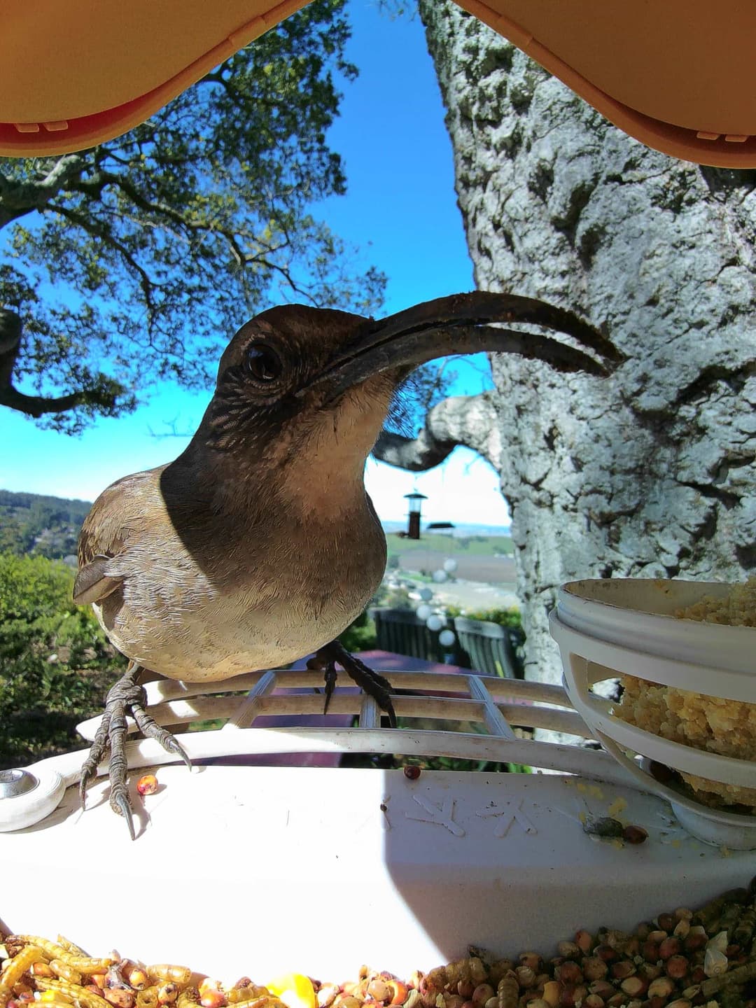 California Thrasher