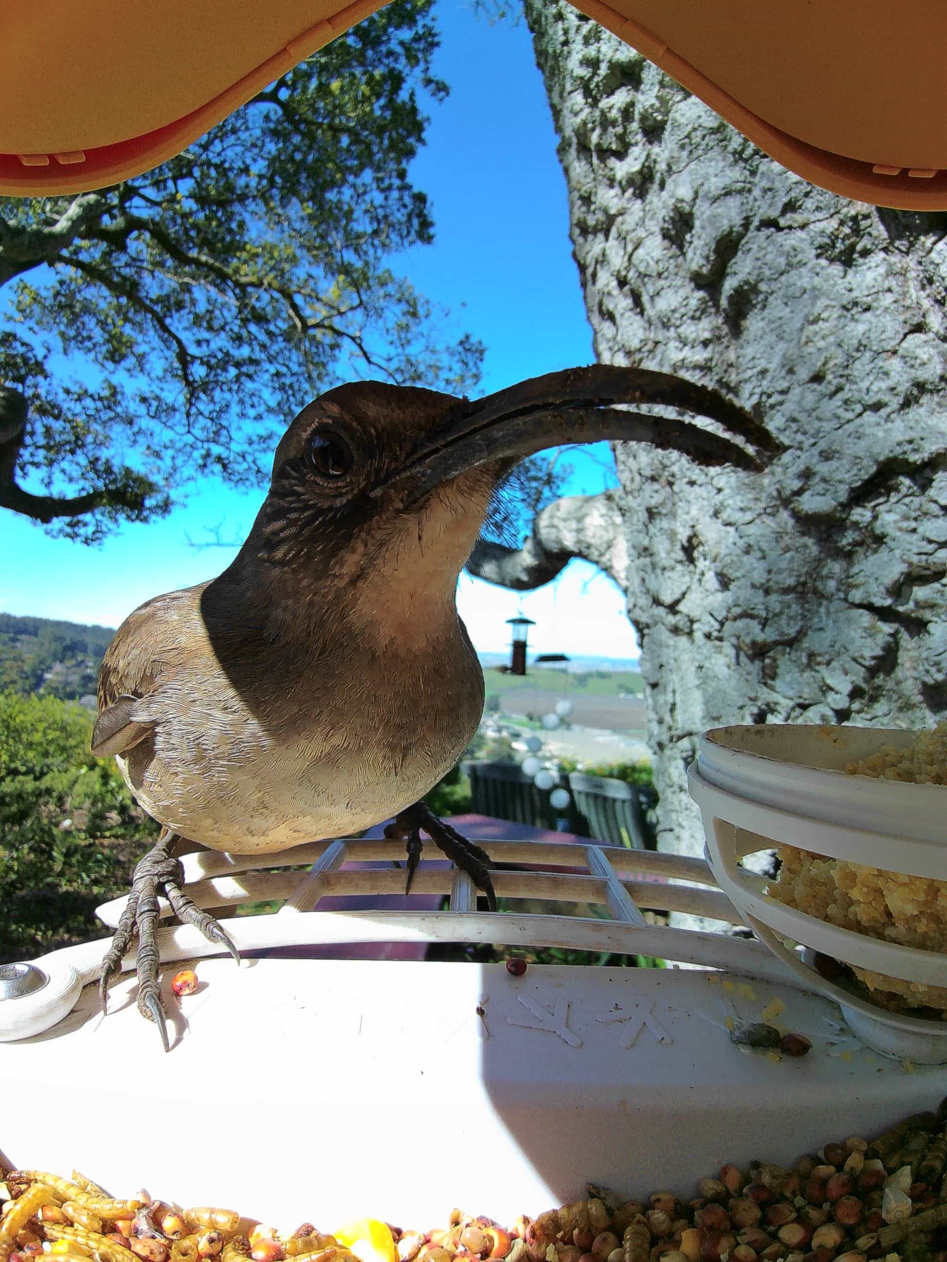 Fontana on a feeder