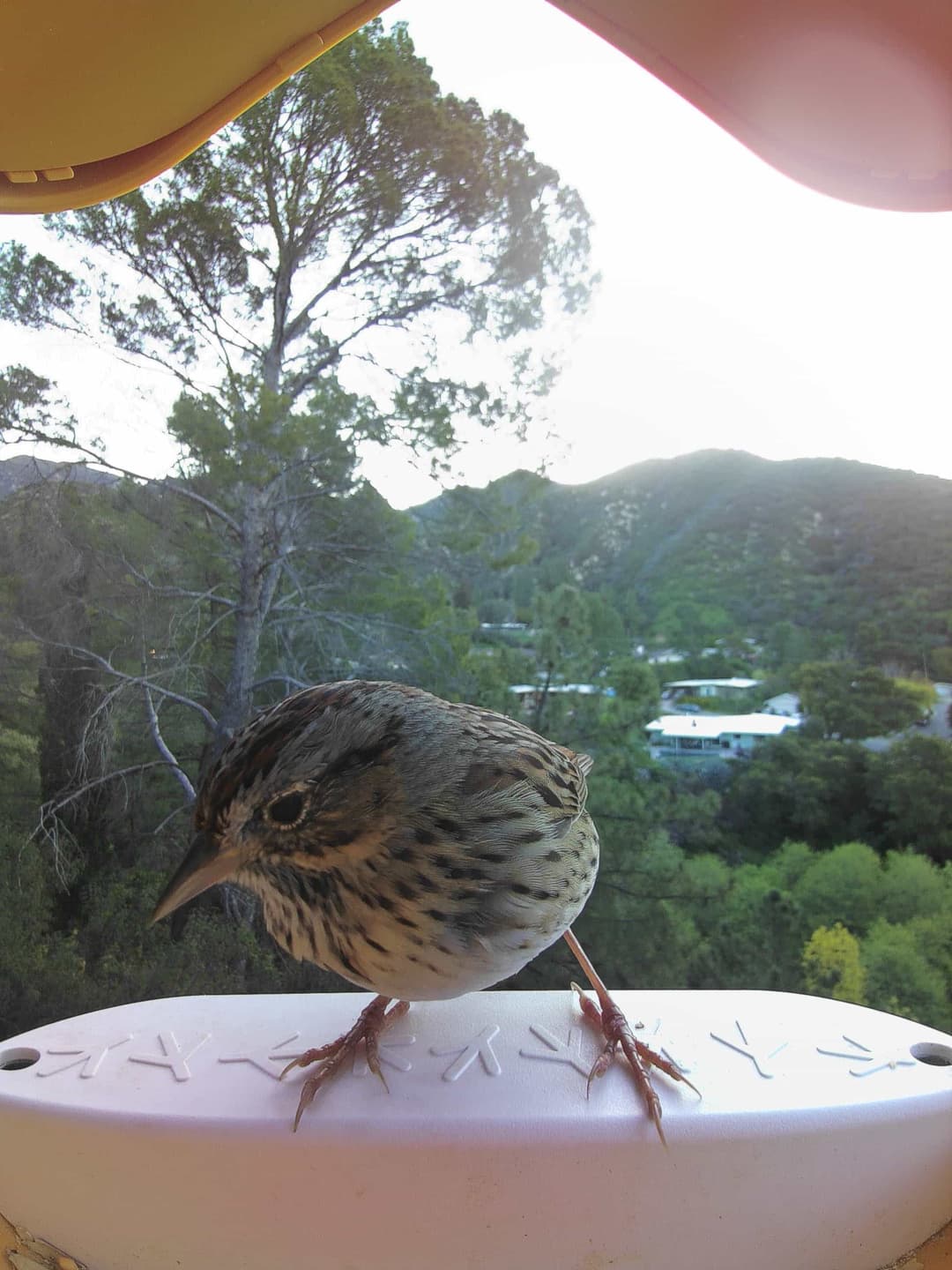 Lincoln’s Sparrow