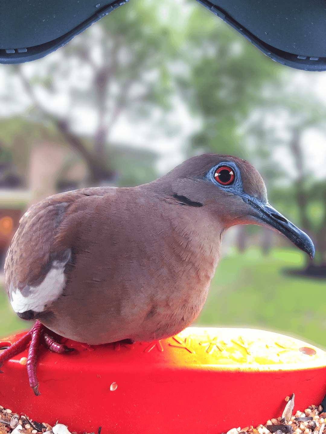 White-Winged Dove