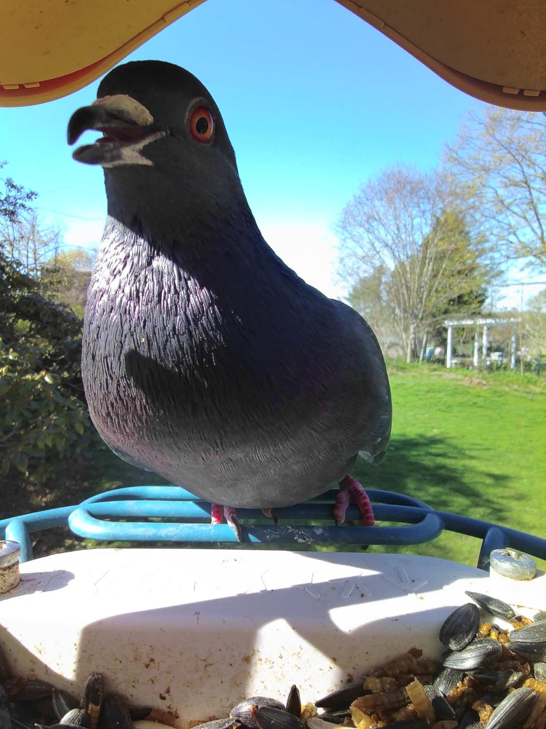 Feral Pigeon