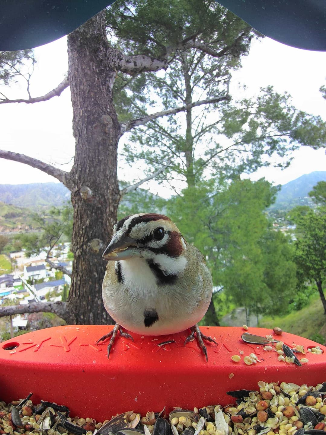 Lark Sparrow