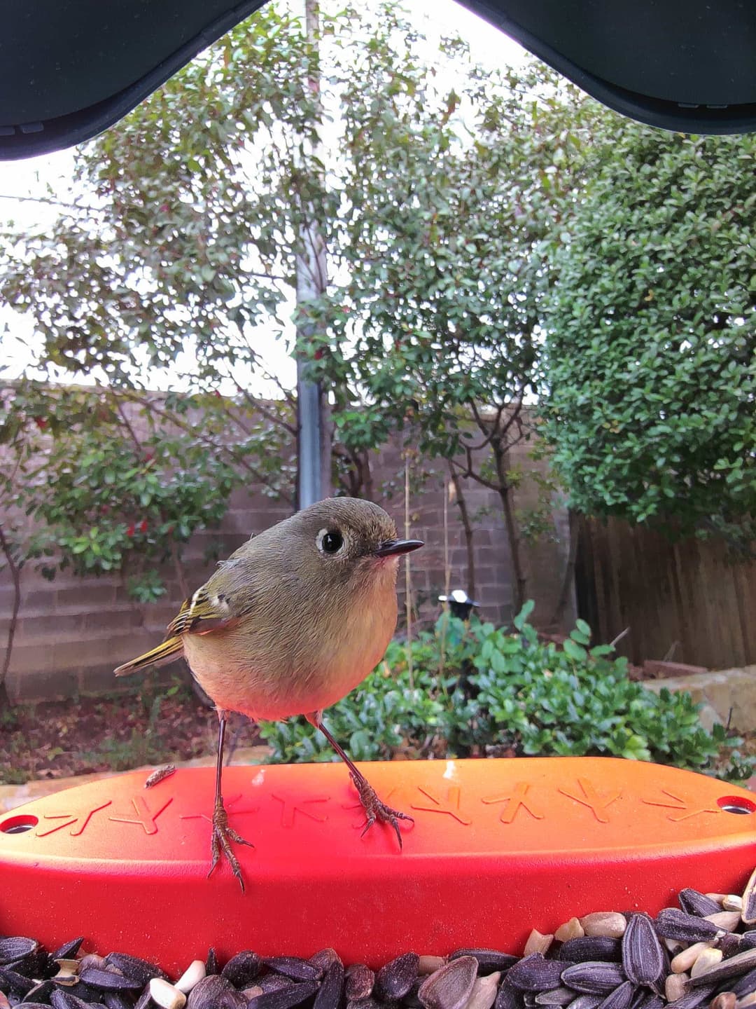 Ruby-Crowned Kinglet