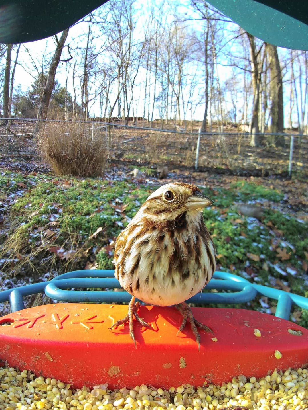 Song Sparrow