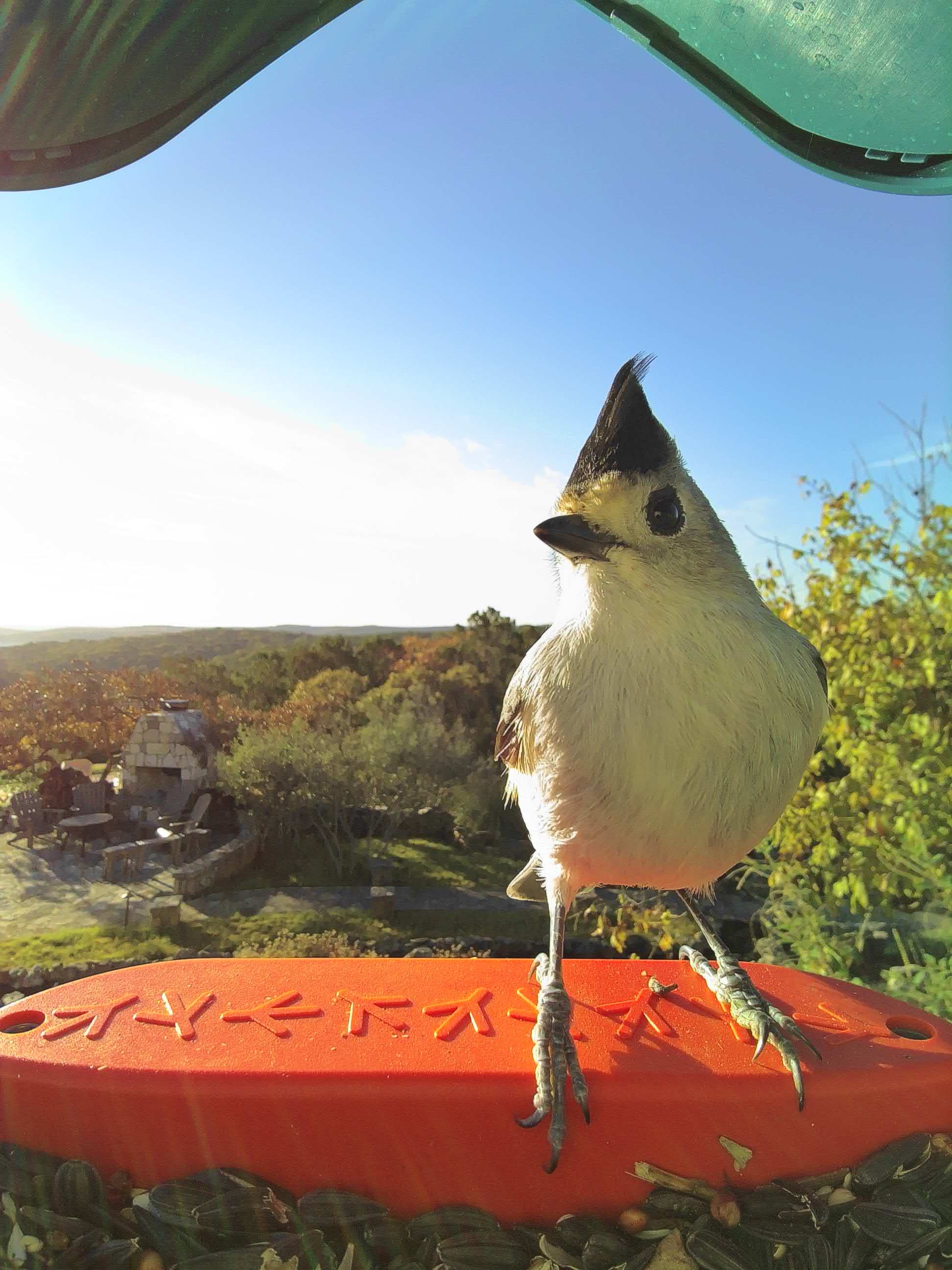 Abilene on a feeder