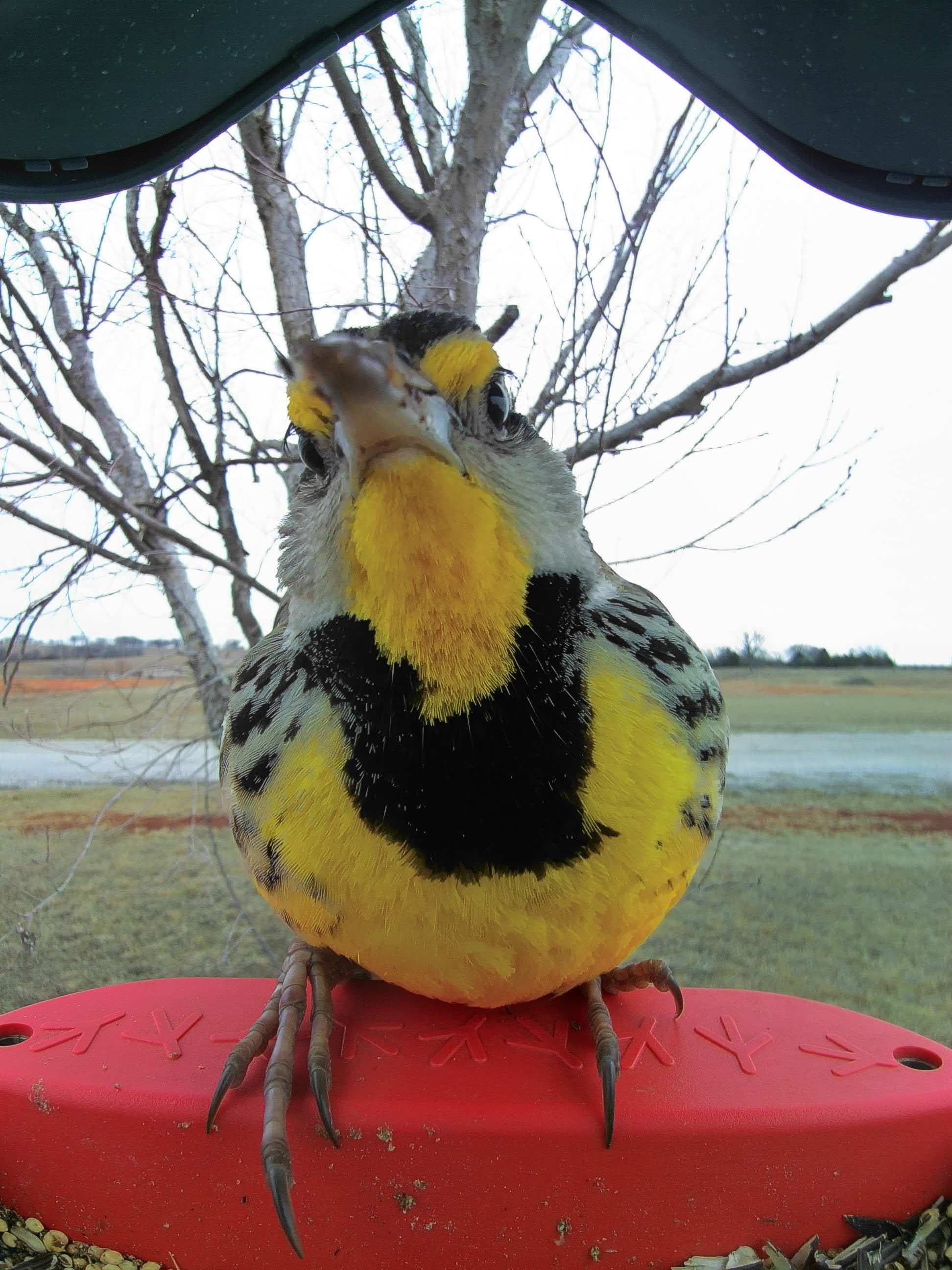 Colorado Springs on a feeder