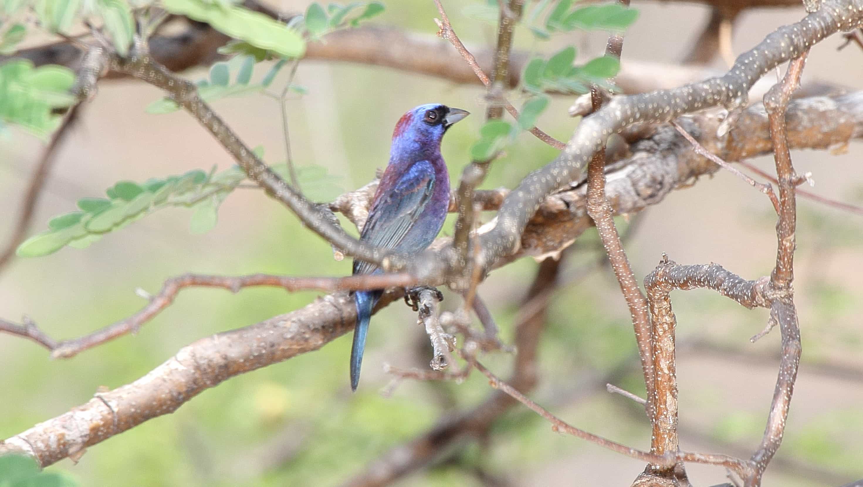 New Braunfels on a feeder