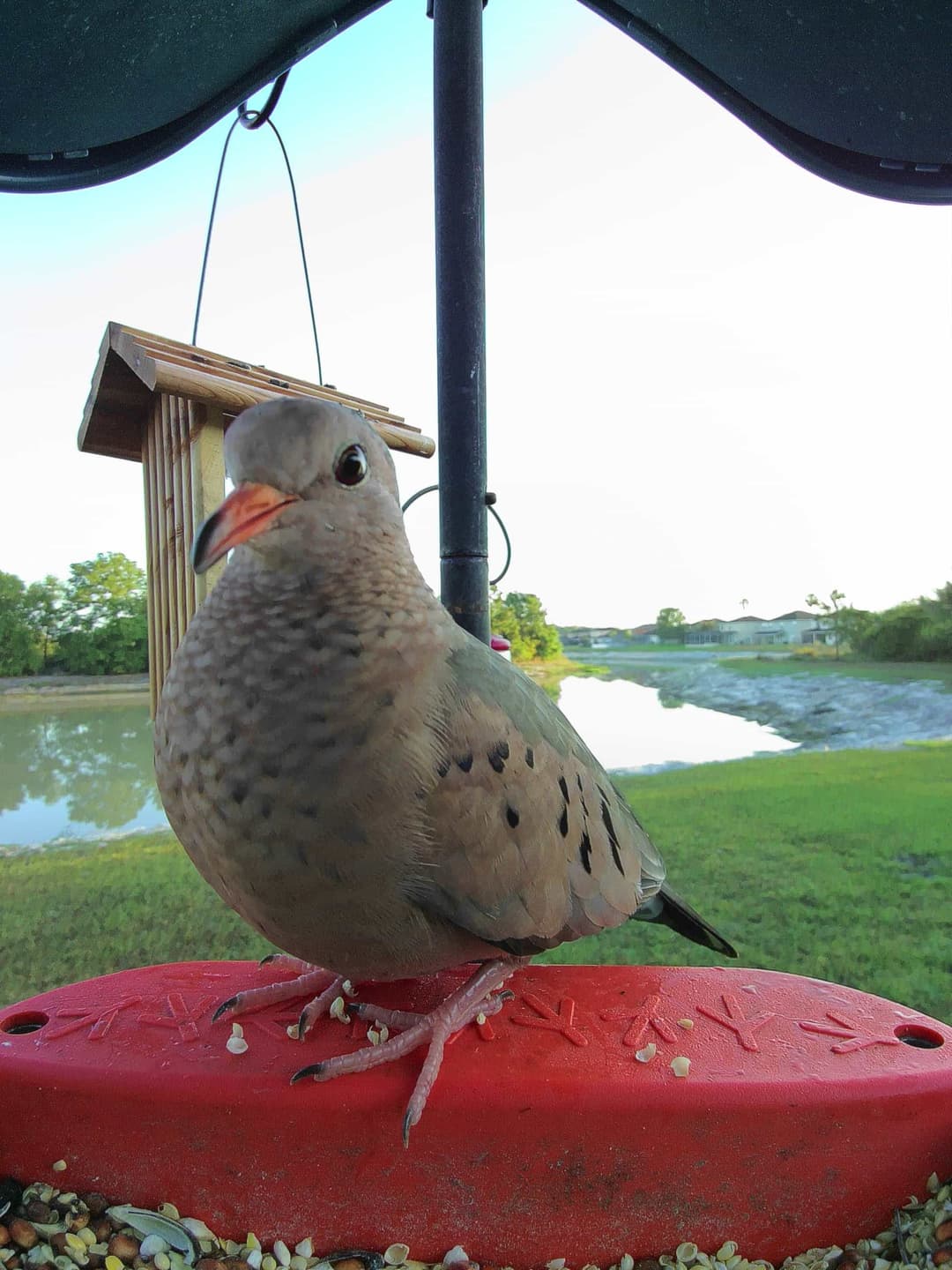 Common Ground-Dove
