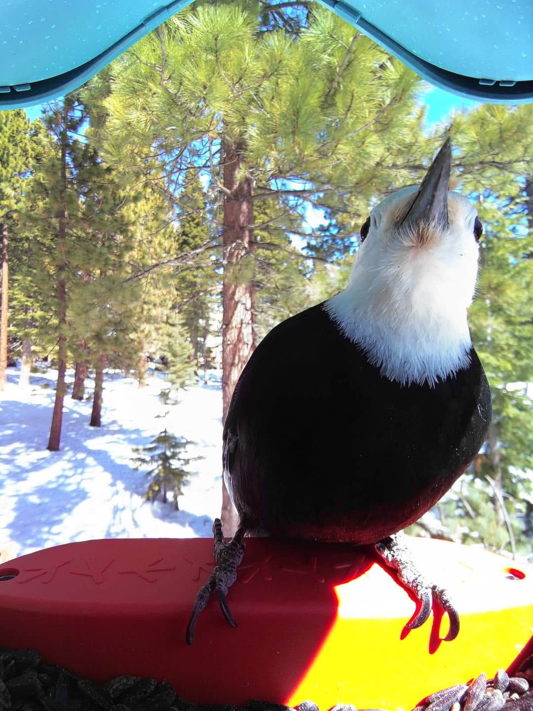 White-Headed Woodpecker