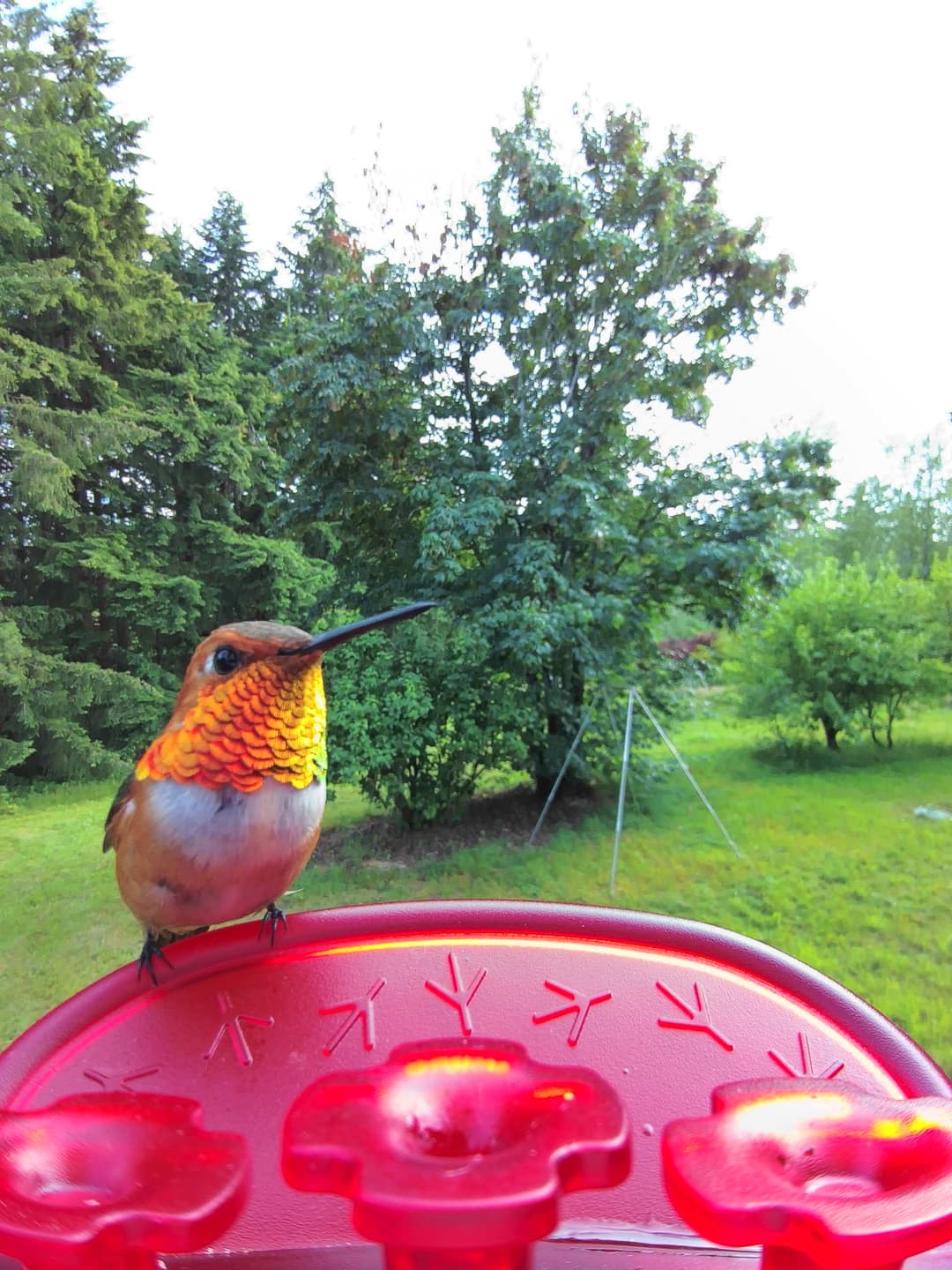 Allen's Hummingbird