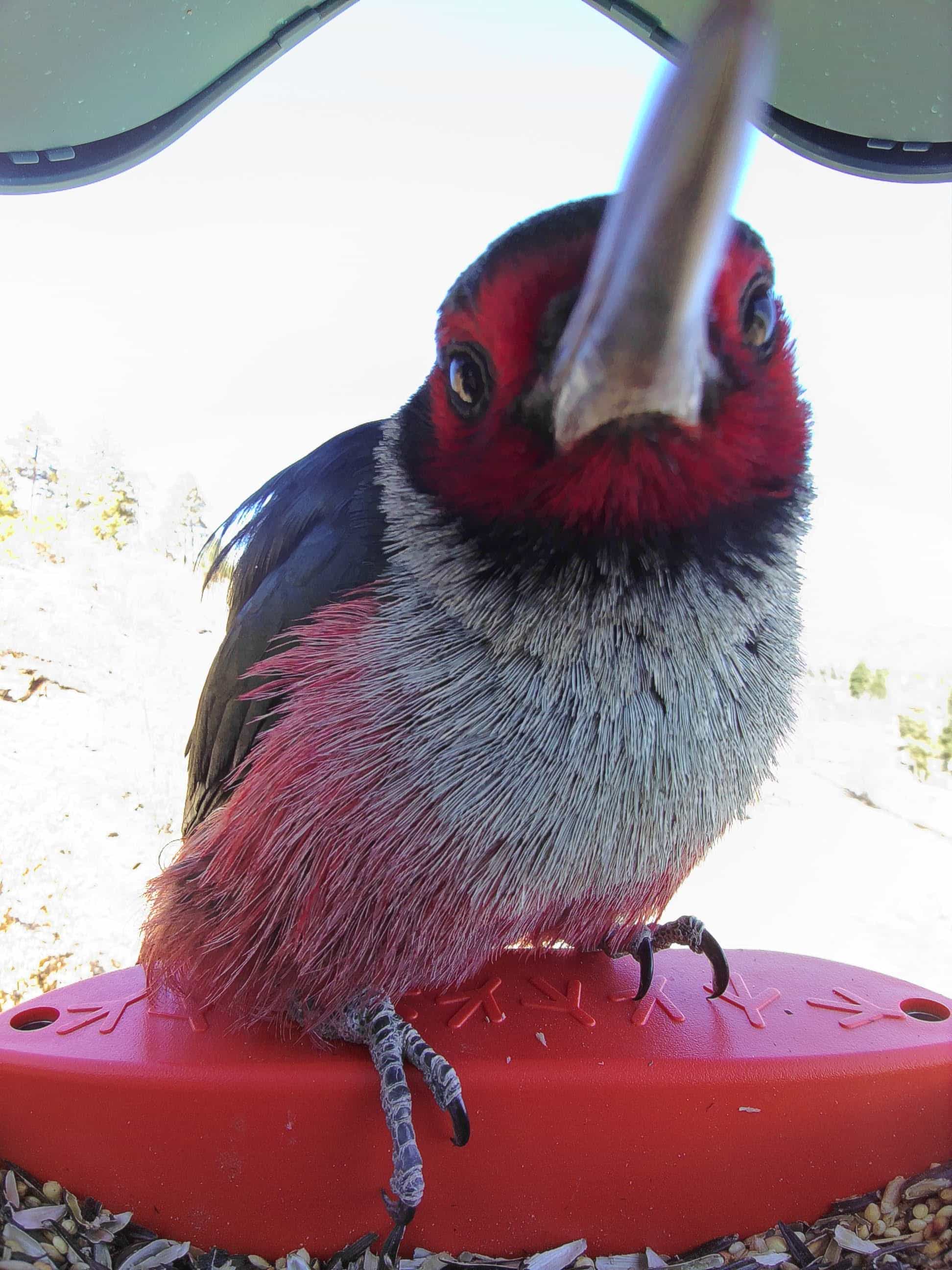 Billings on a feeder