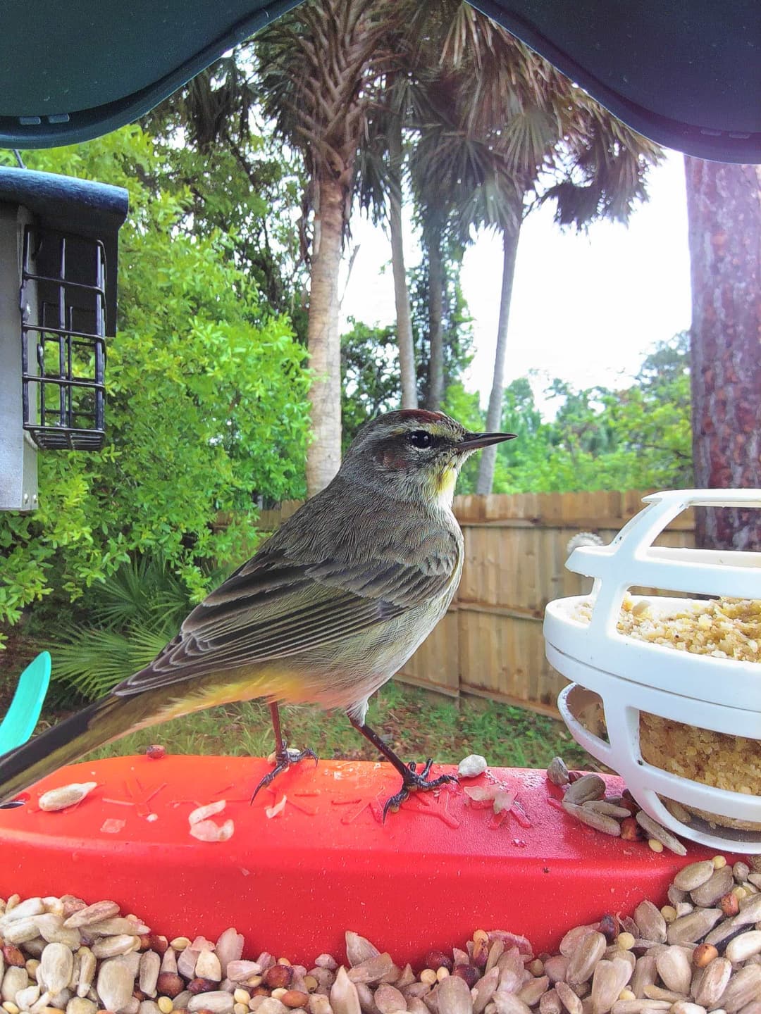 Palm Warbler
