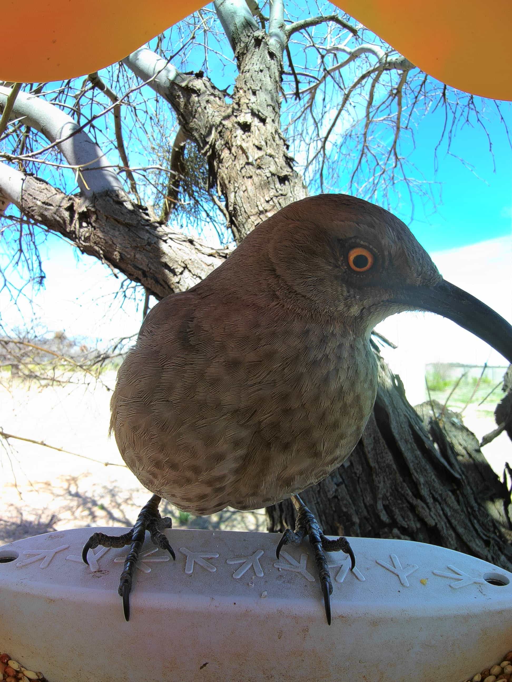 Abilene on a feeder