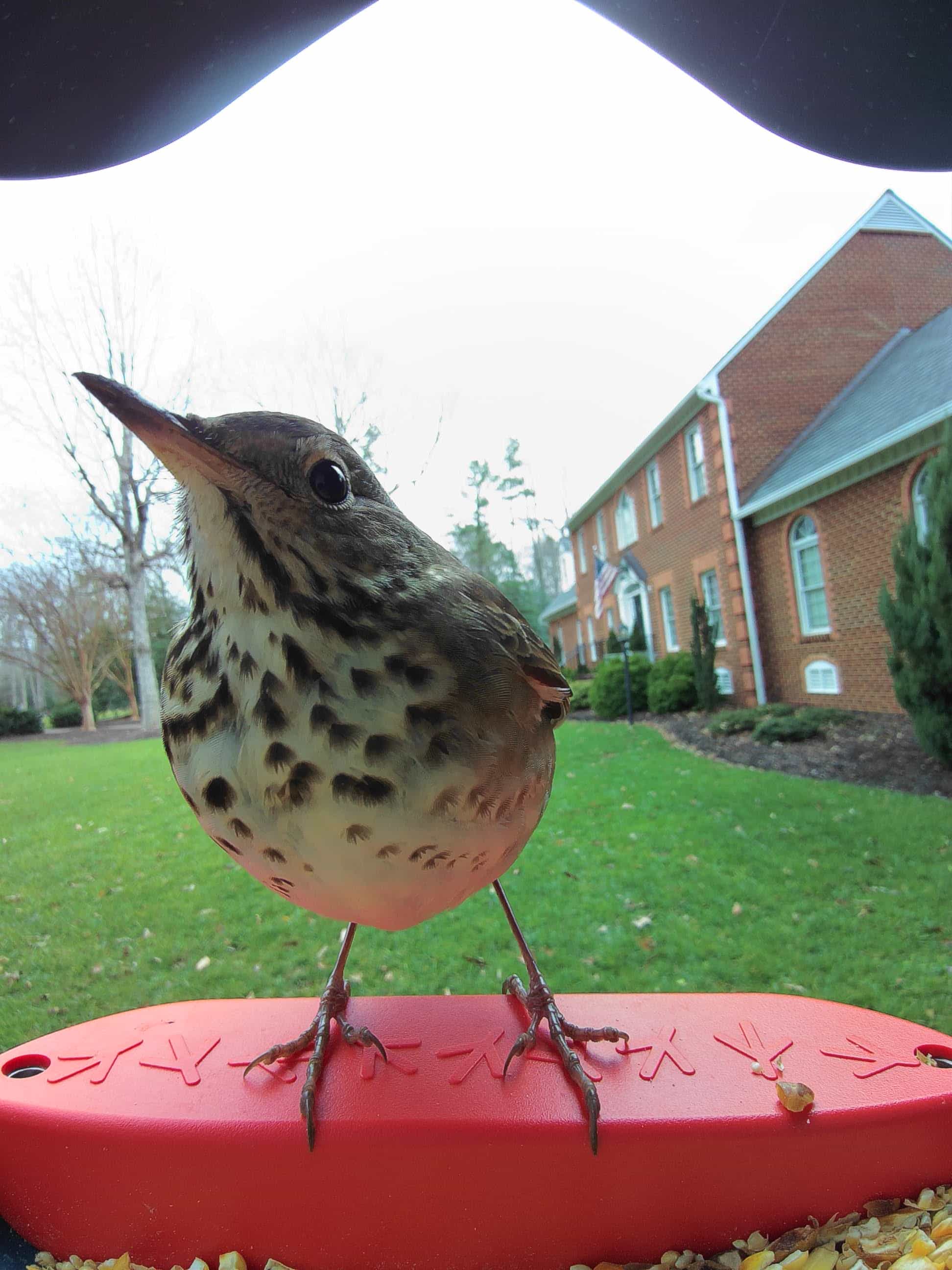 Norfolk on a feeder