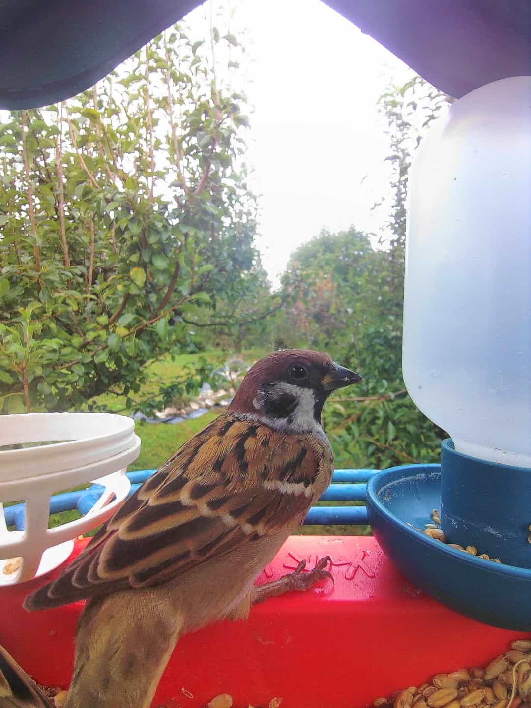Eurasian Tree Sparrow