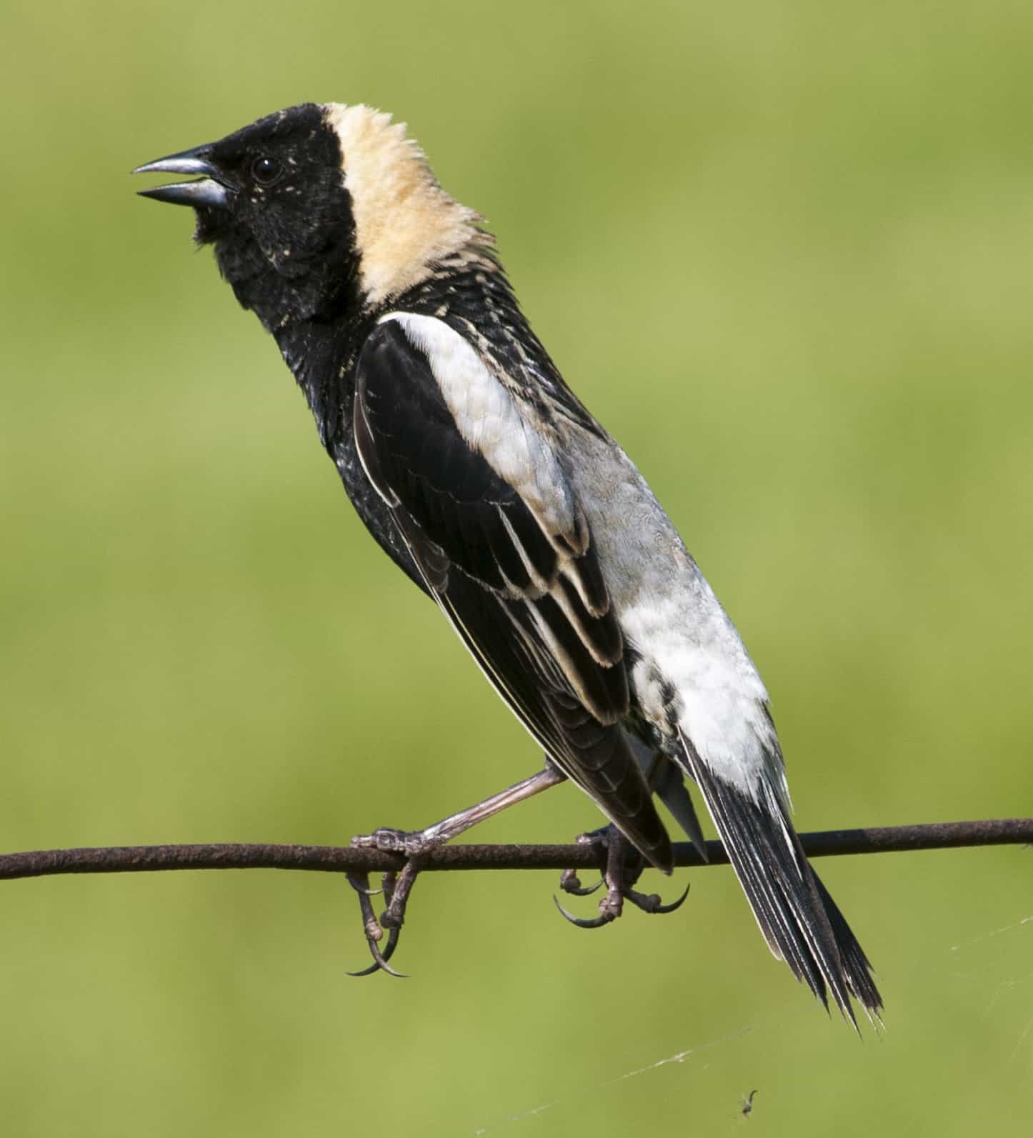 Billings on a feeder