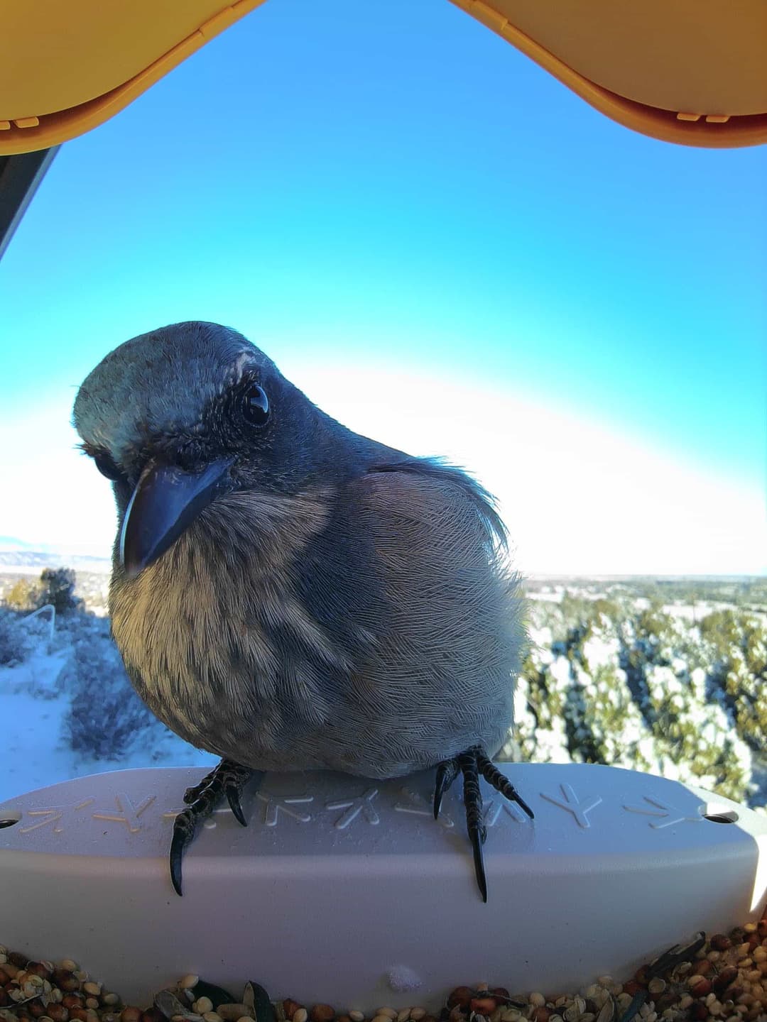 Woodhouse’s Scrub-Jay