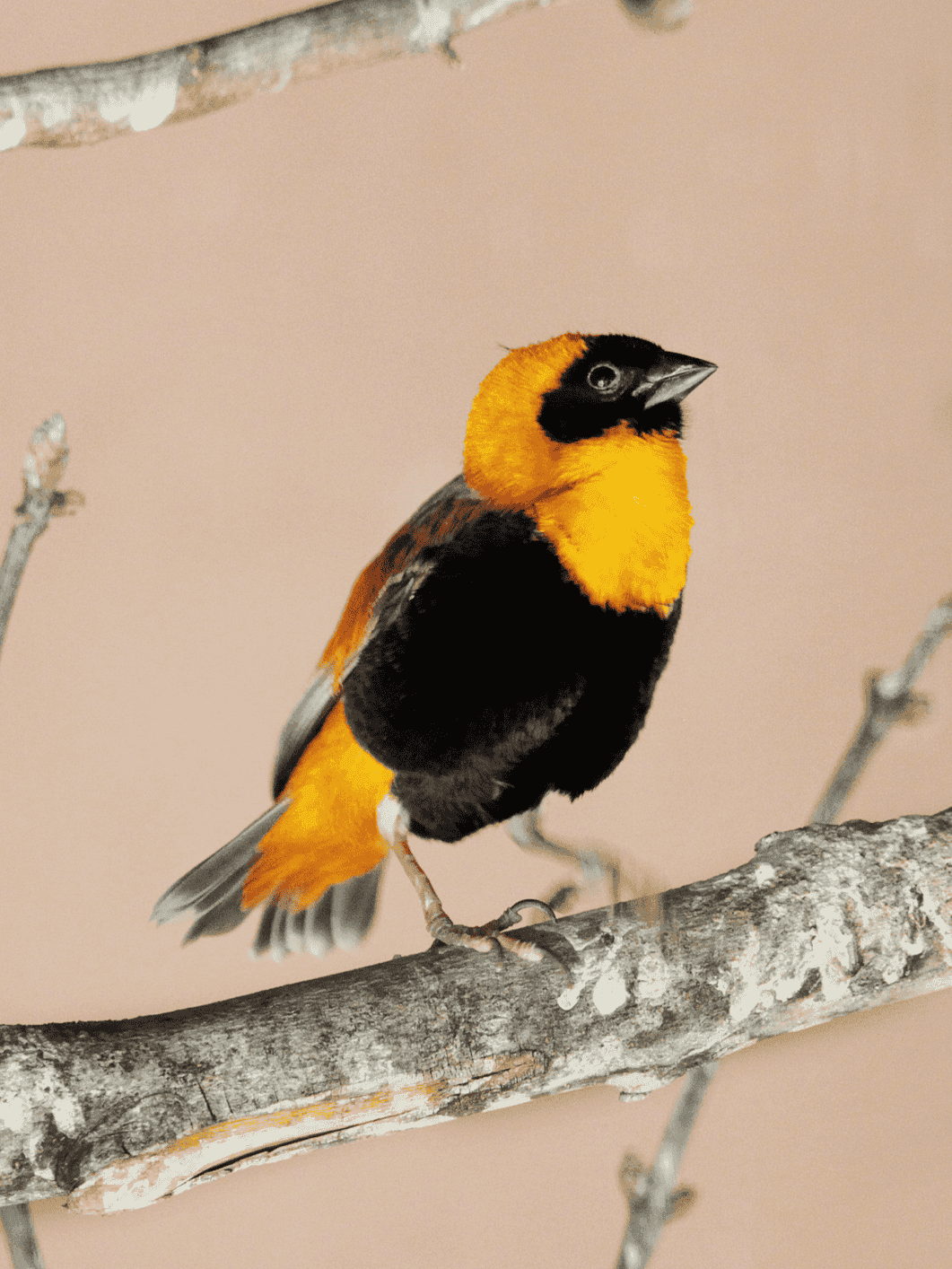 Northern Red Bishop